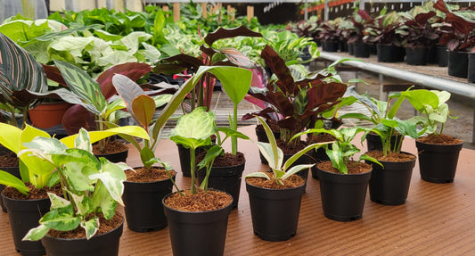 Gen Z Plants