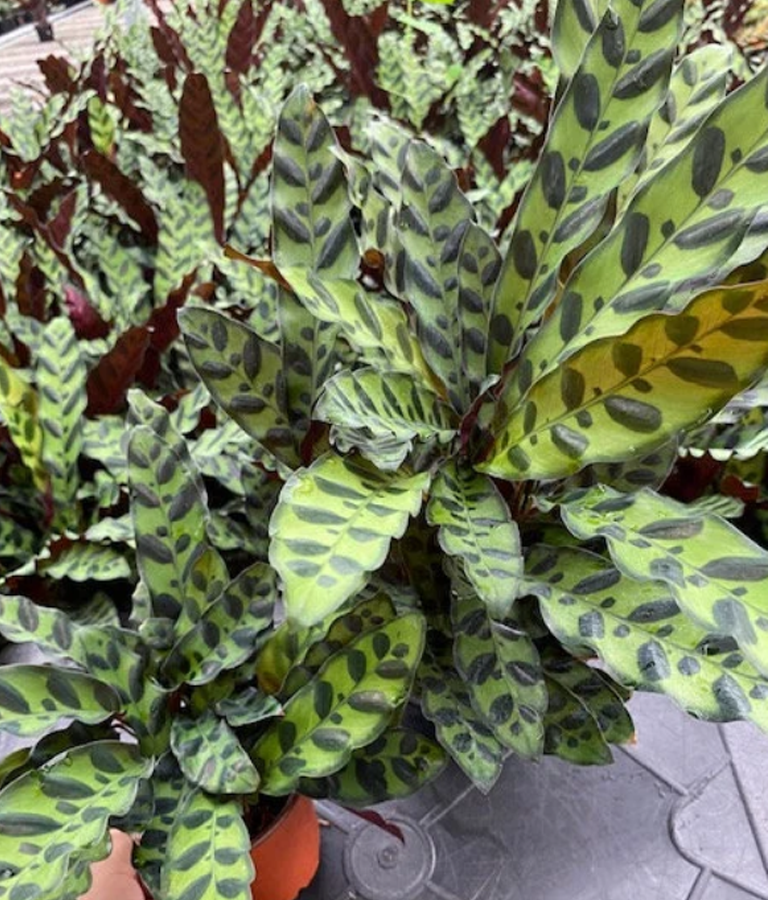Meet the 2023 Plant of the Year: Calathea Rattlesnake