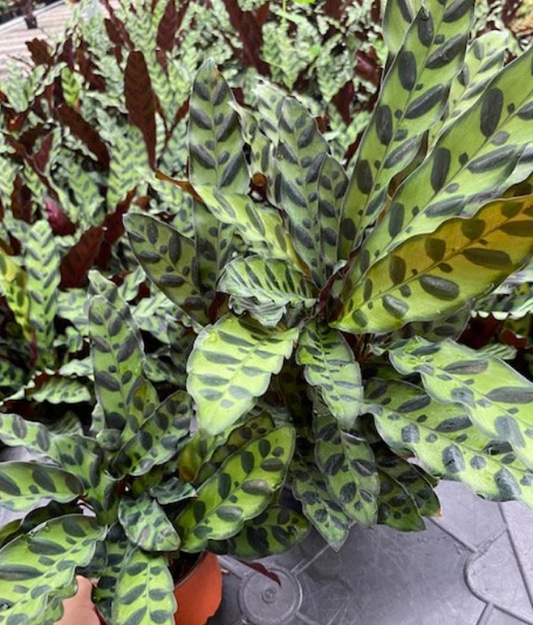 Meet the 2023 Plant of the Year: Calathea Rattlesnake