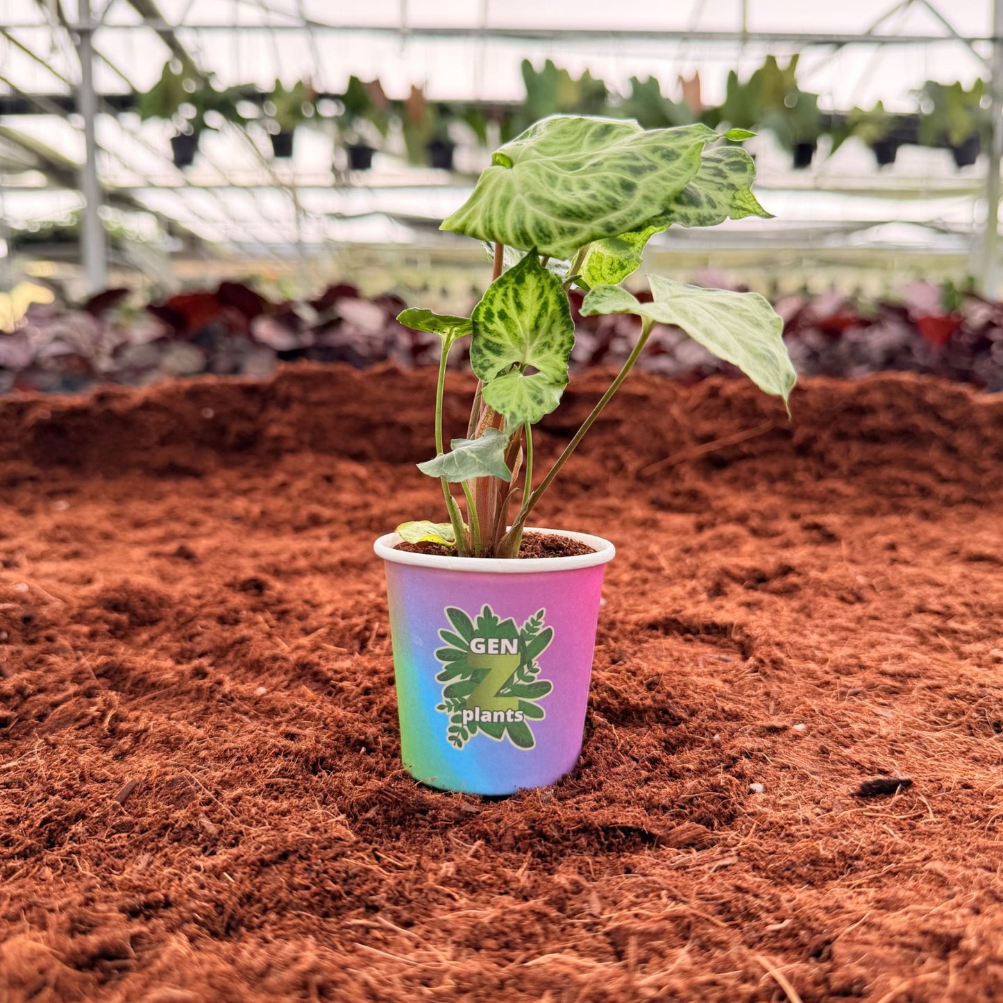 BELEAF Package 2" Plants