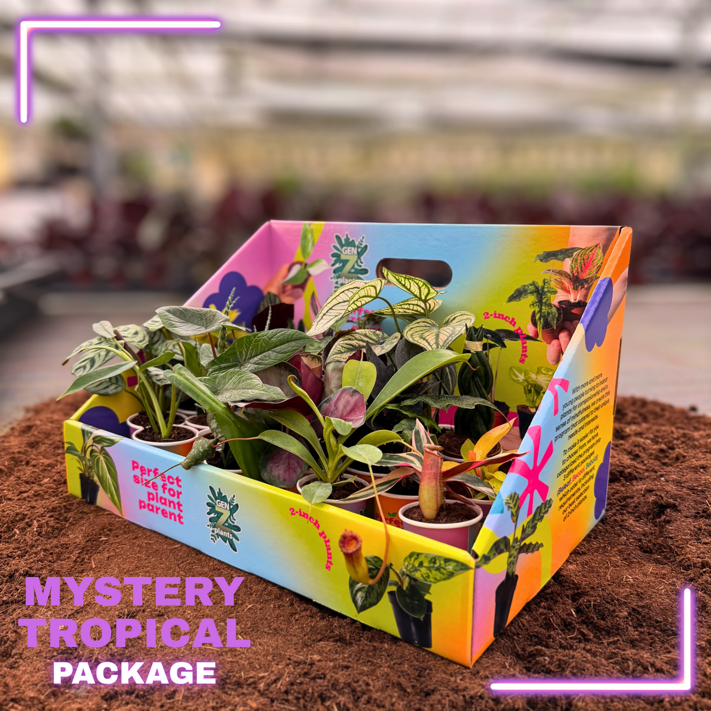 MYSTERY TROPICAL Package 2" Plants