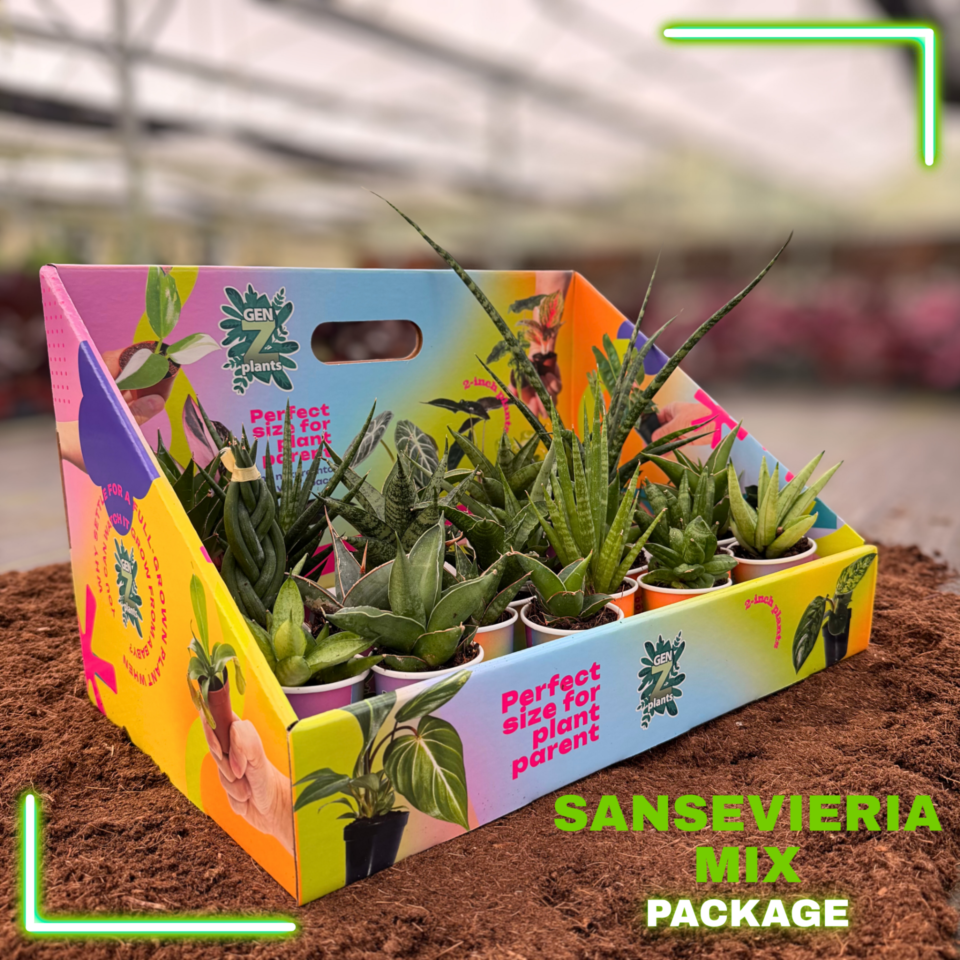 sansevieria assorted SANSEVIERIA MIX Package 2" Plants