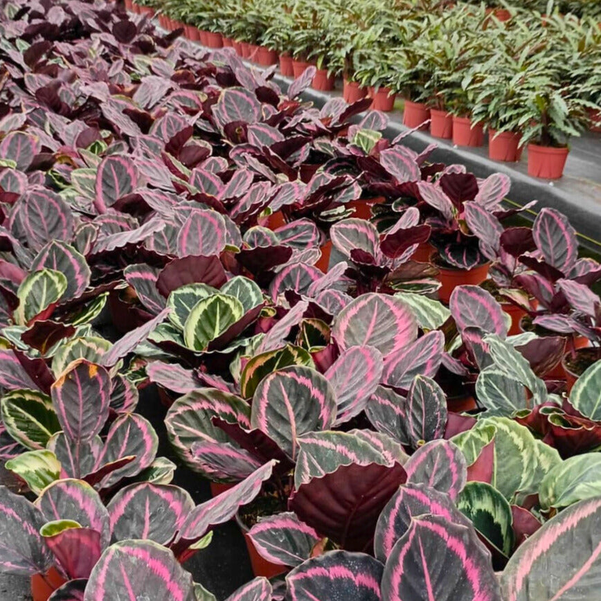 6” Calathea Jessey Princess – Biostok Foliage