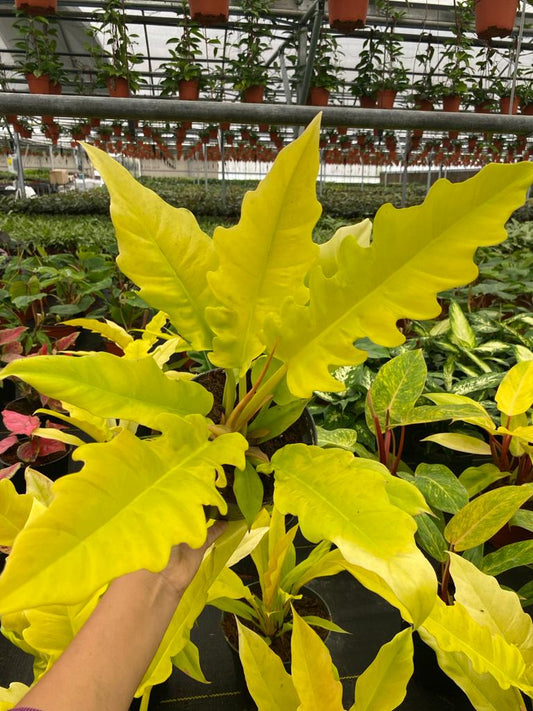 6"  Philodendron Golden Crocodile