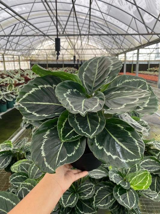 6” Calathea Green Goddess
