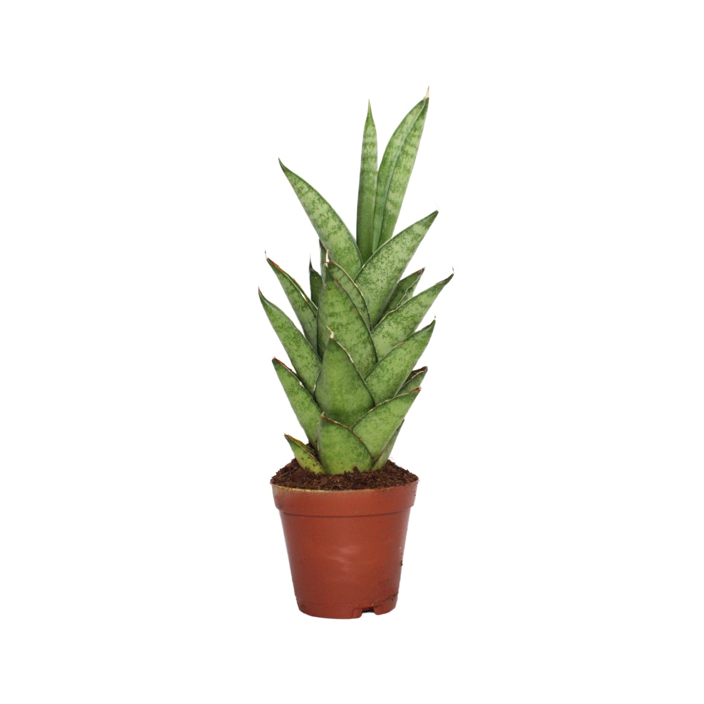 Sansevieria Tower Thai