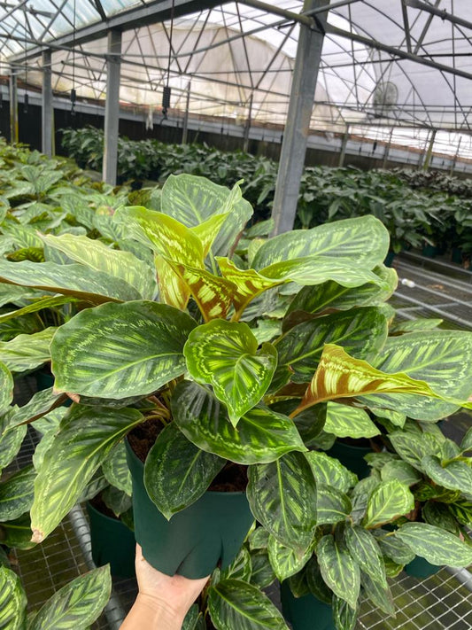 8" Calathea Flamestar