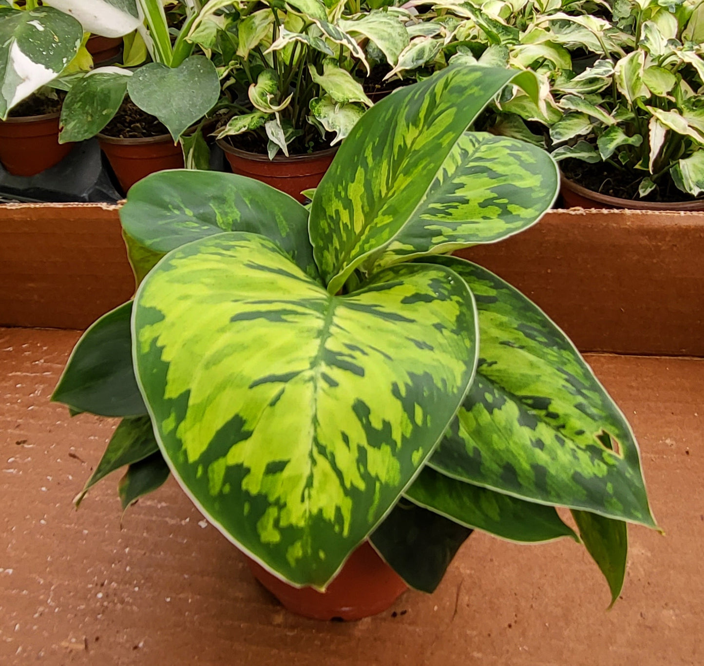 4" Homalonema Camouflage