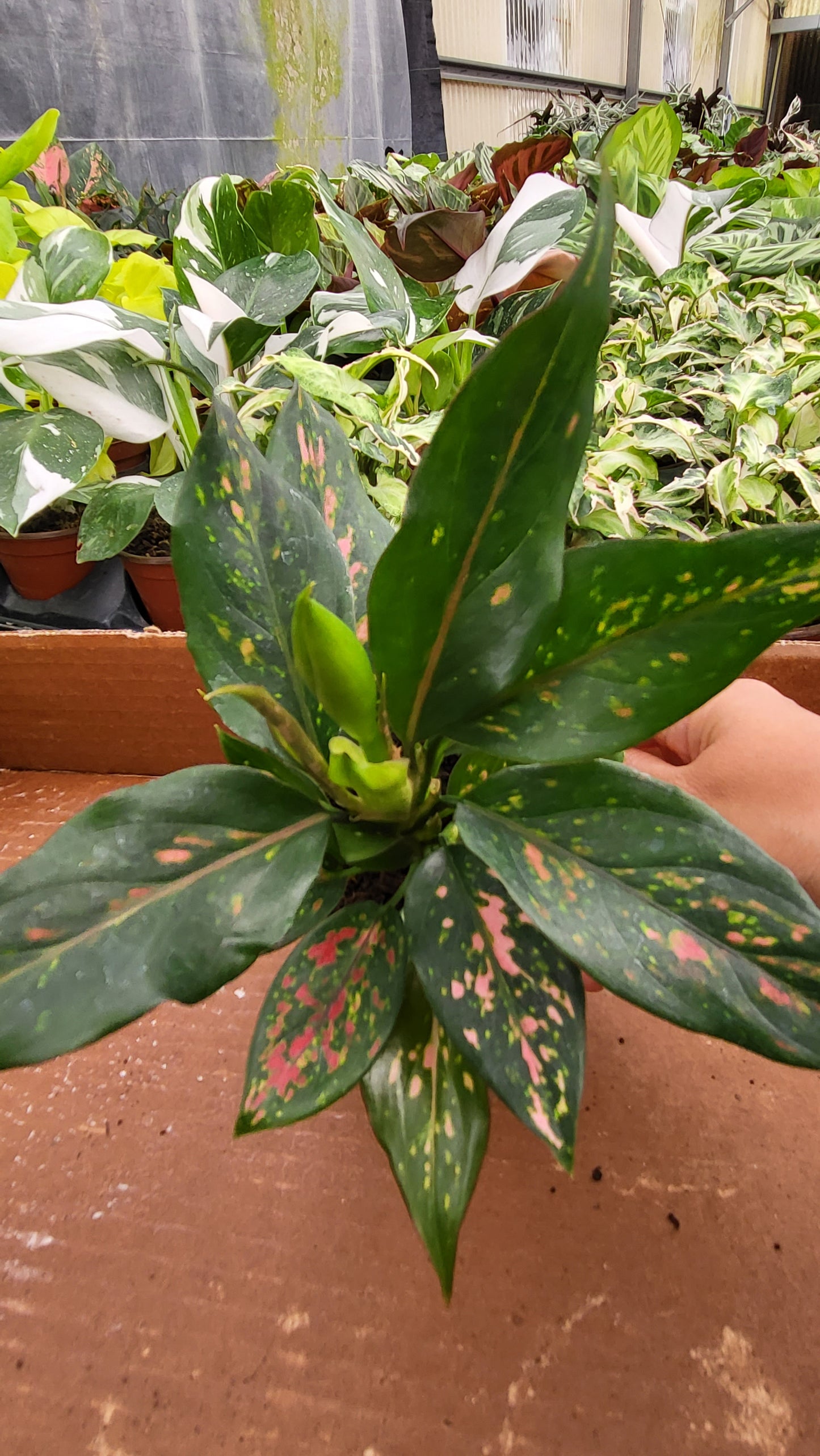 4” Aglaonema Lucky Red