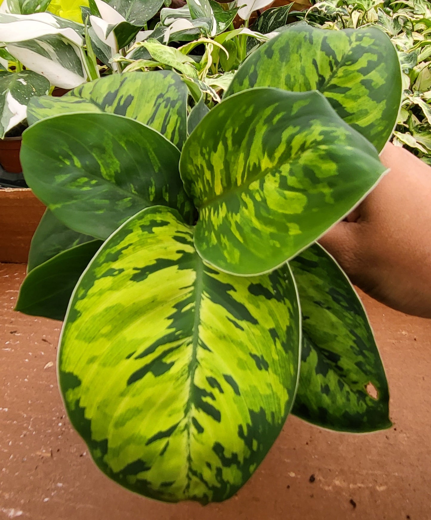 4" Homalonema Camouflage