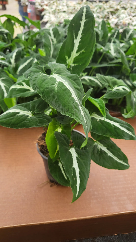 6” Syngonium Wendlanii "Black Velvet"