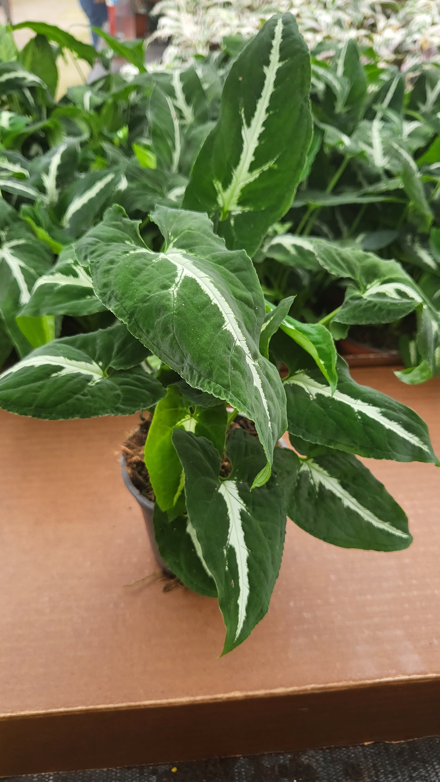 4” Syngonium Wendlanii "Black Velvet"
