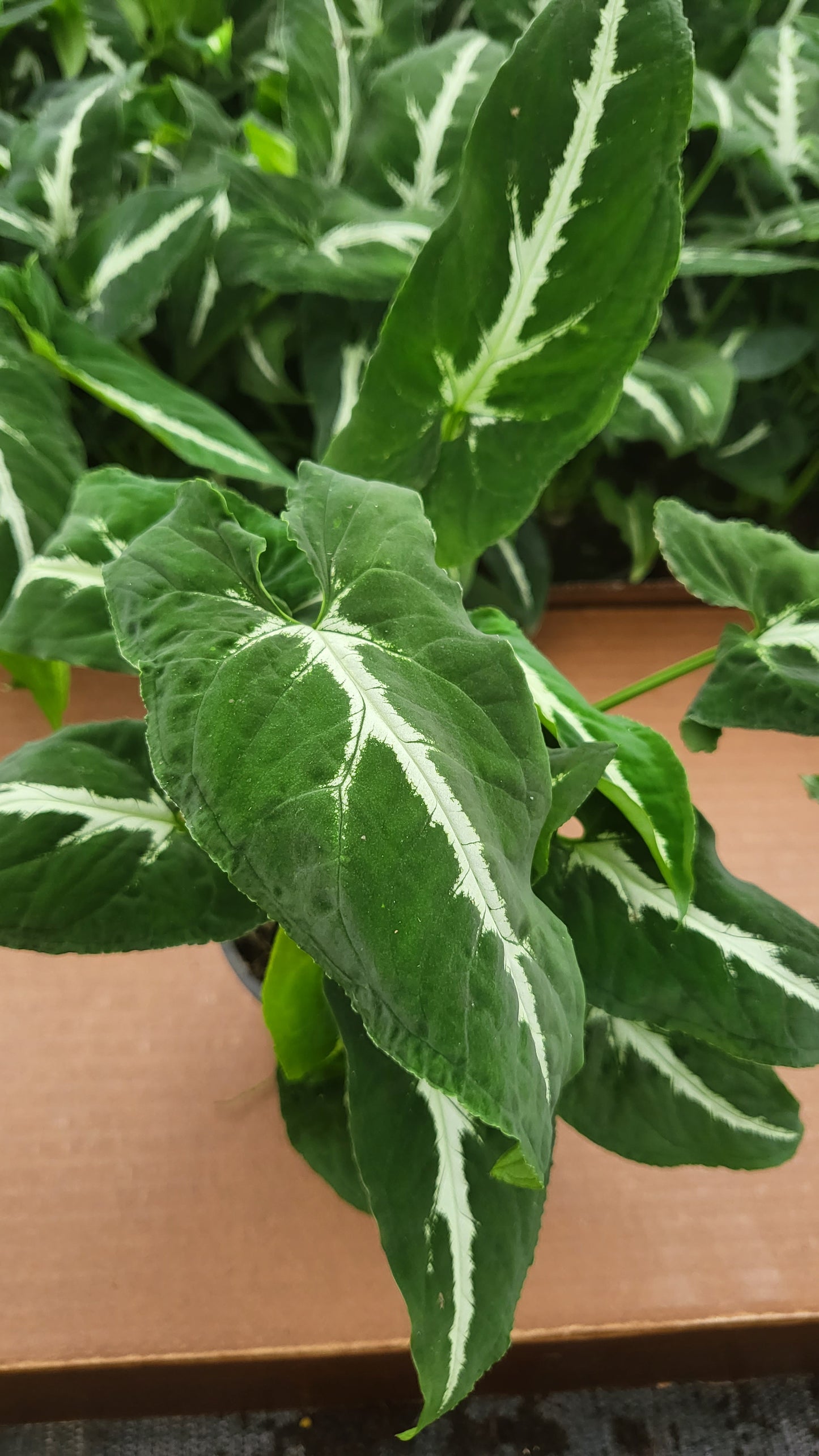 4” Syngonium Wendlanii "Black Velvet"