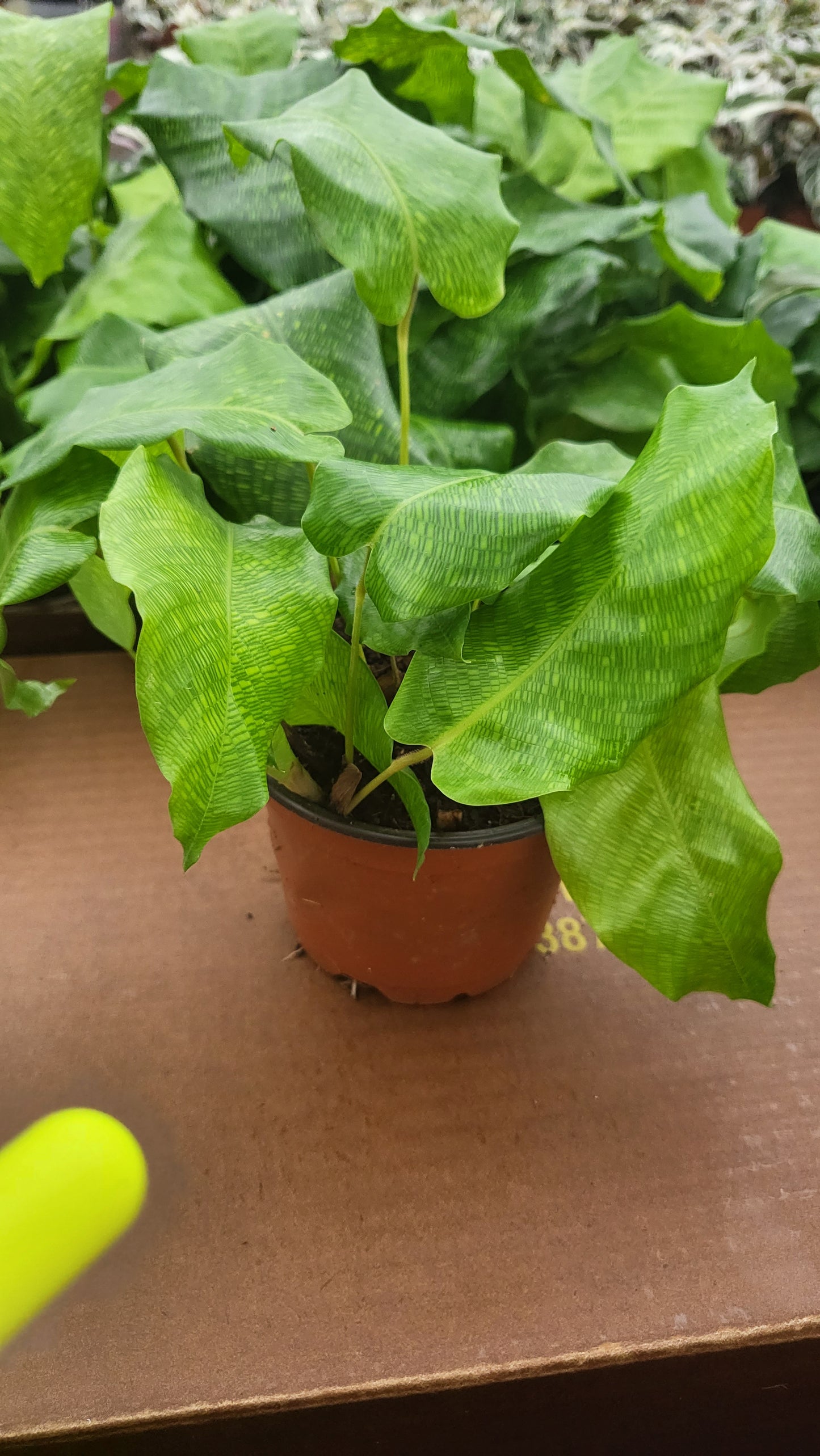 4” Calathea Network “Musaica”