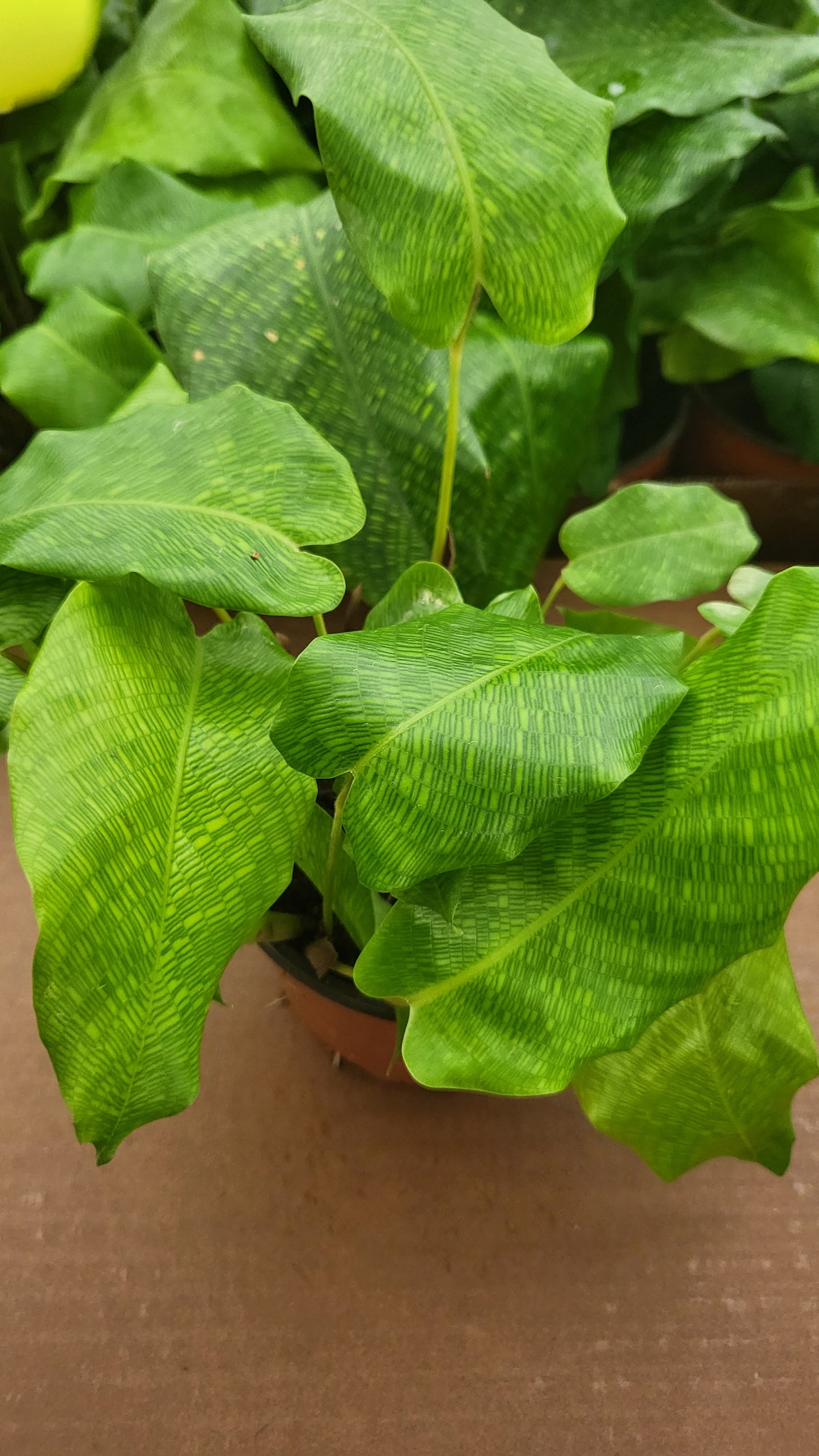 4” Calathea Network “Musaica”