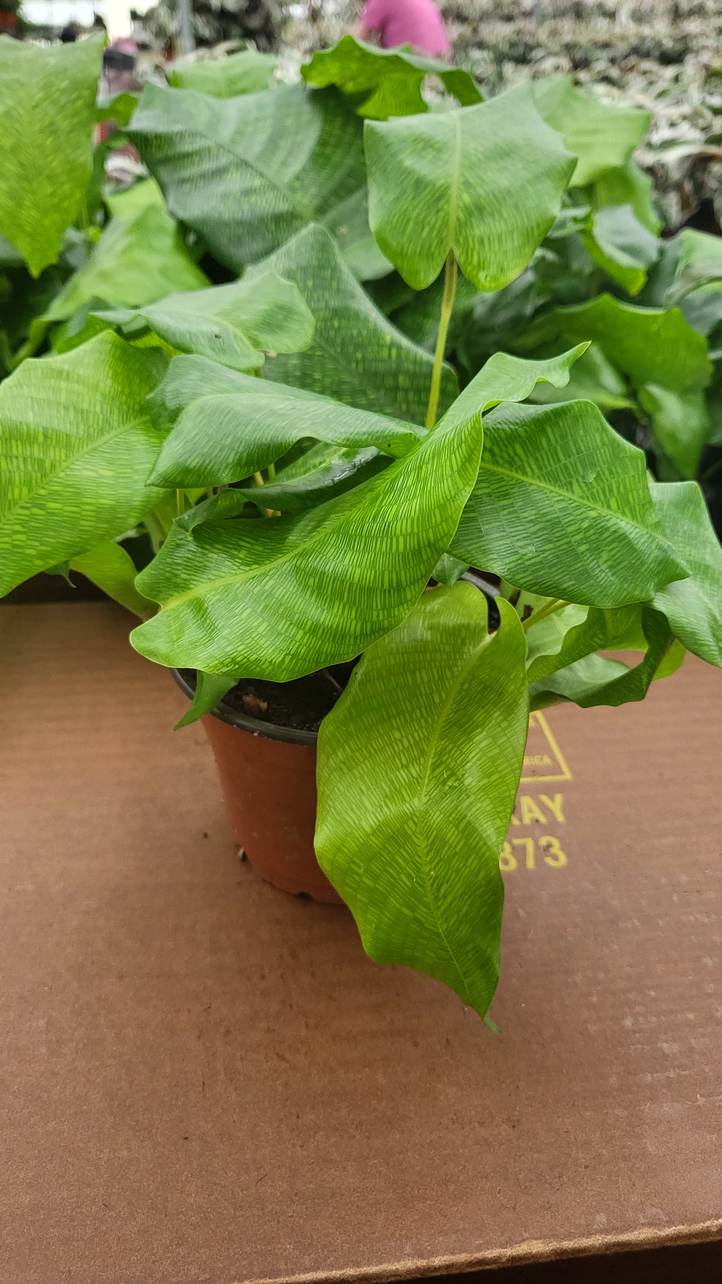 4” Calathea Network “Musaica”