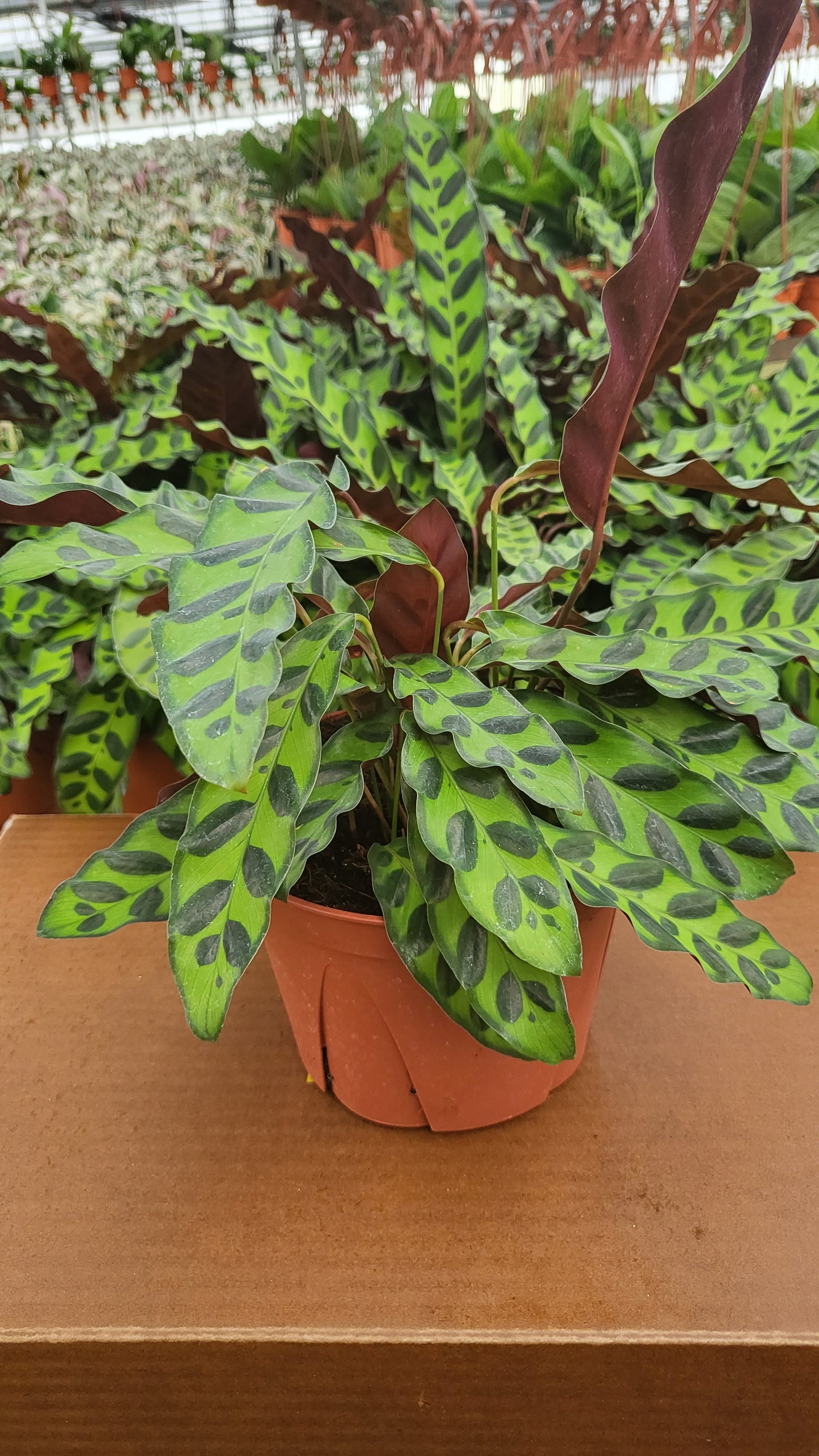 8” Calathea Lancifolia