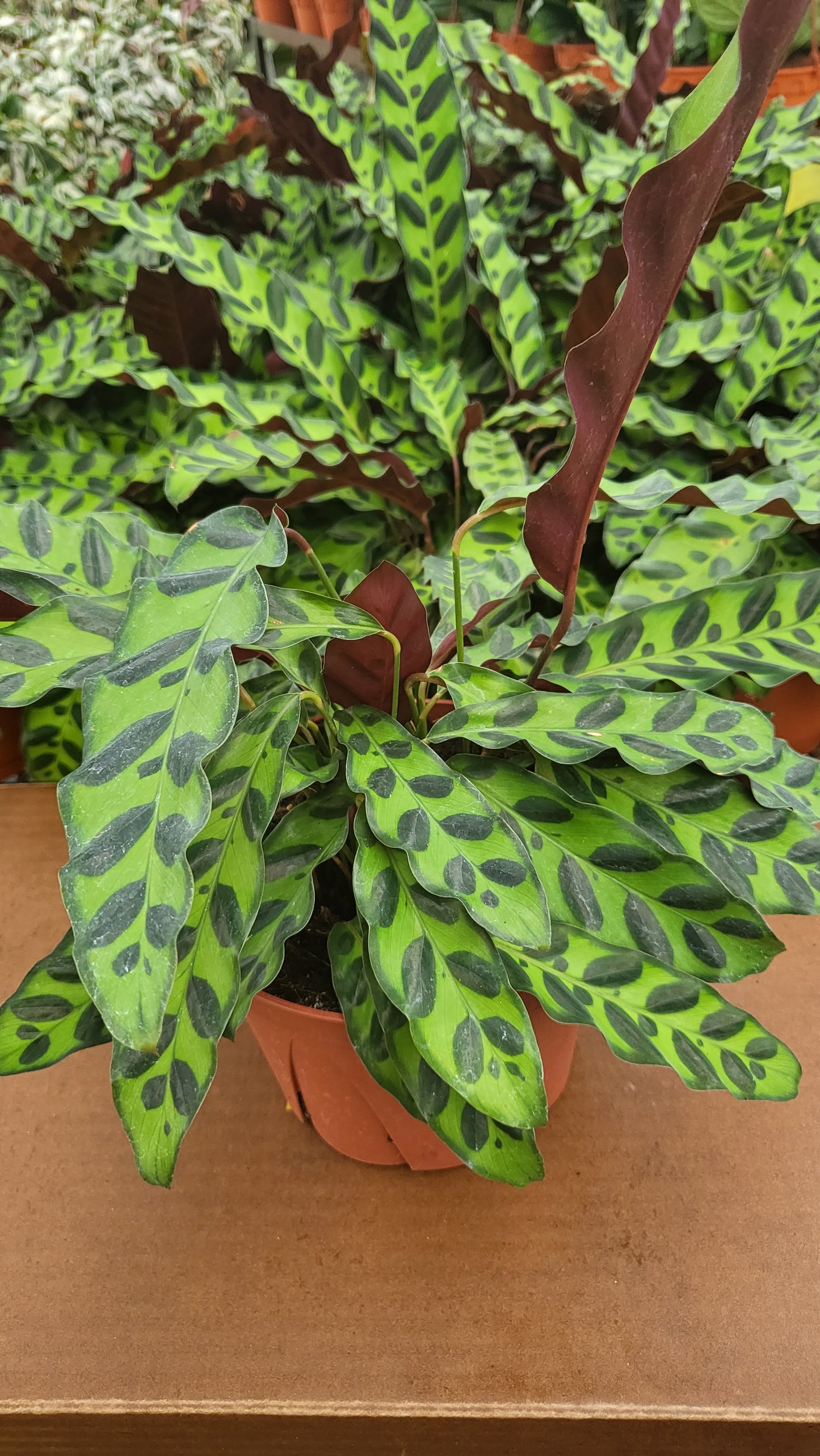8” Calathea Lancifolia