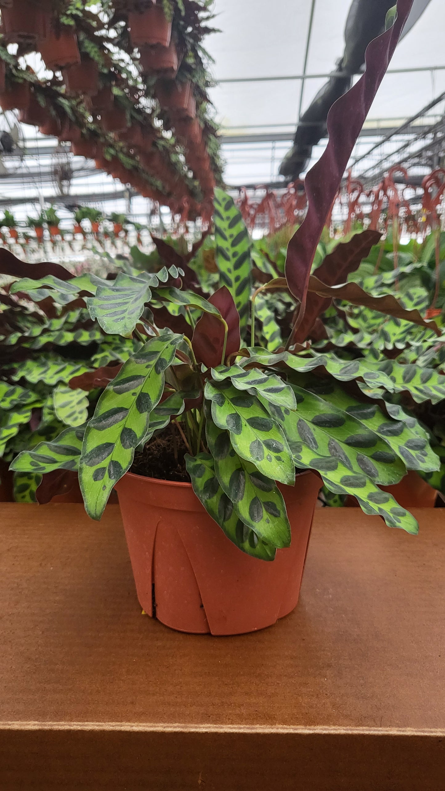 8” Calathea Lancifolia