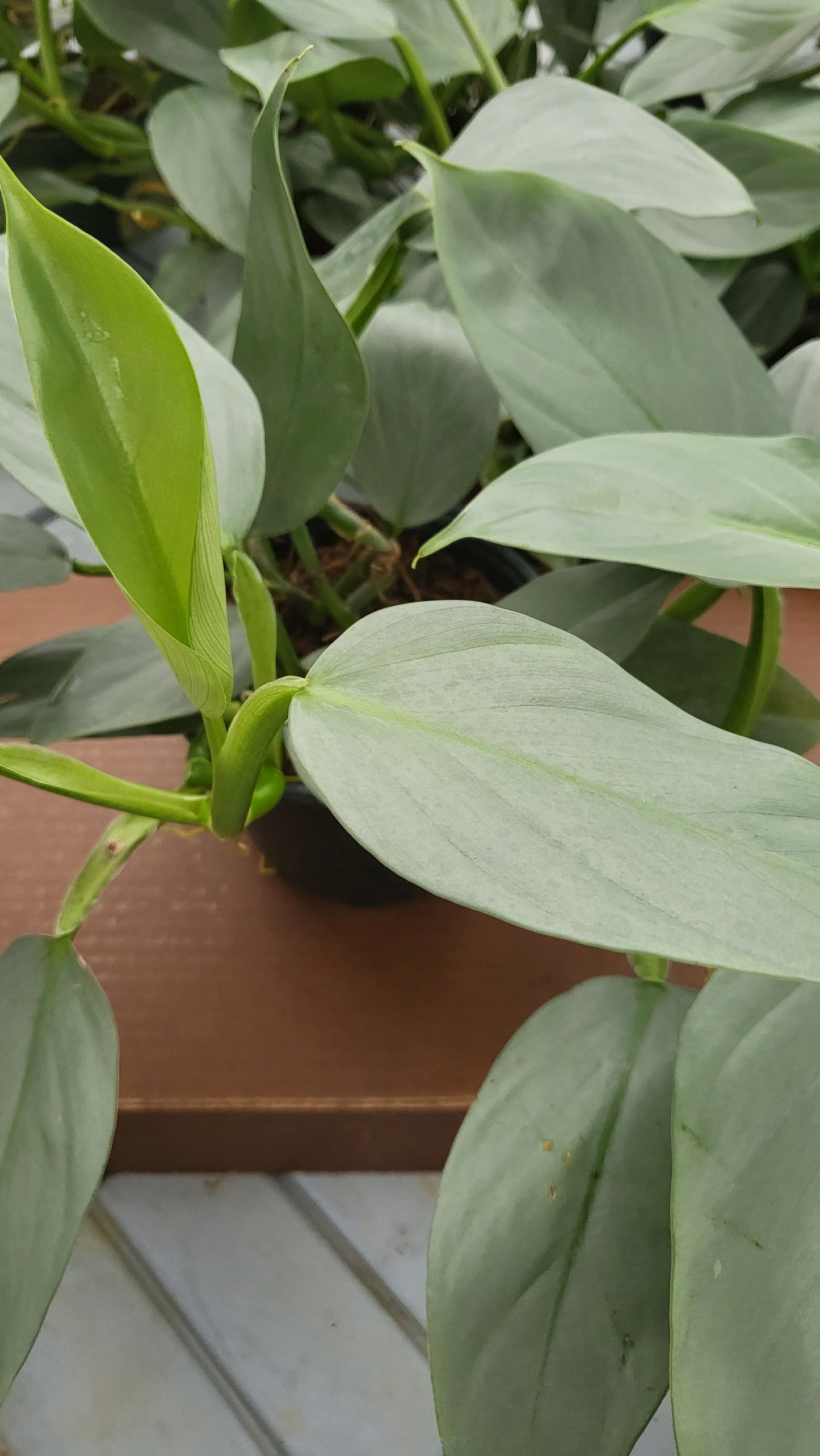 6” Philodendron Silver Sword