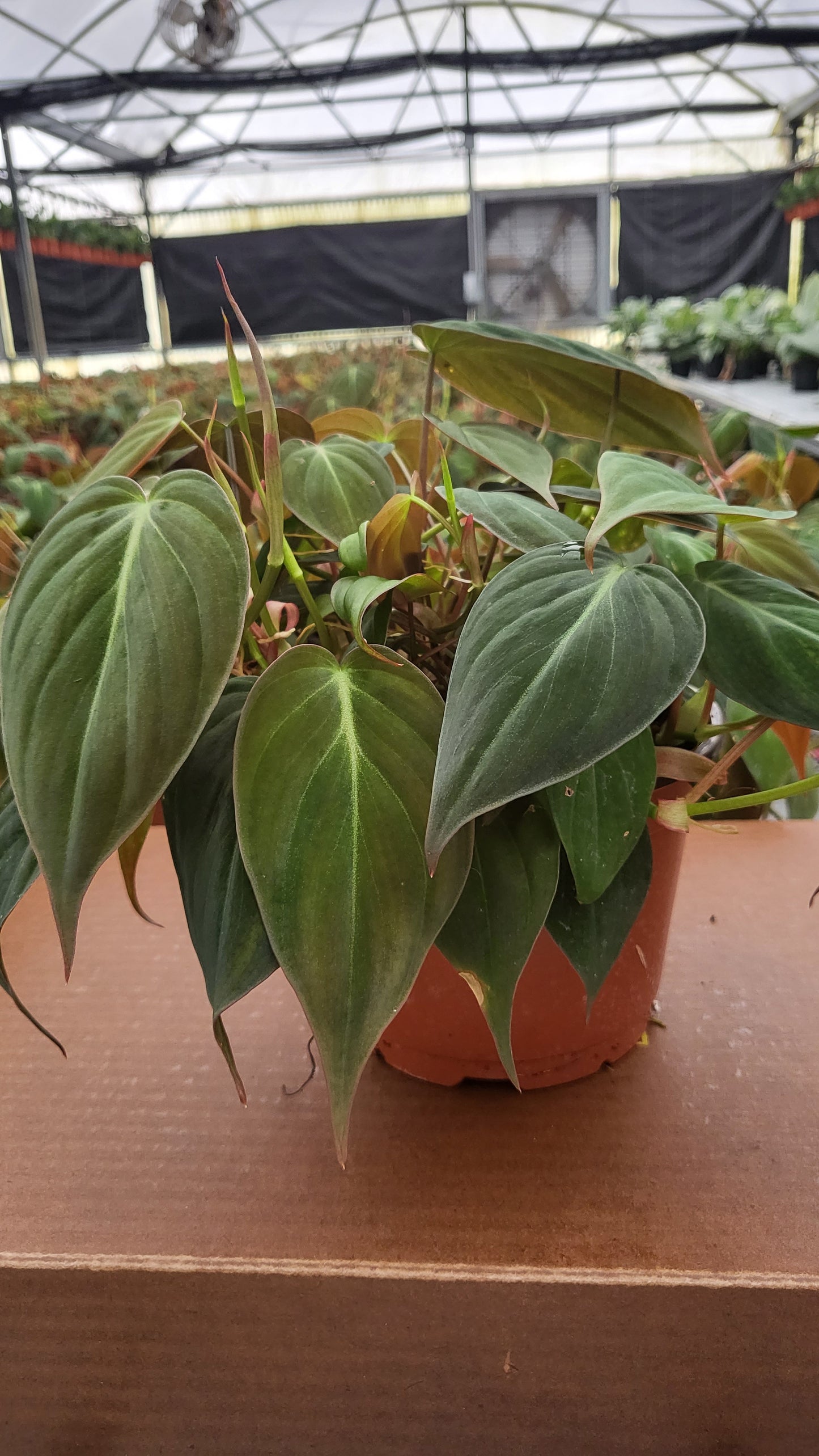 4” Philodendron Mican