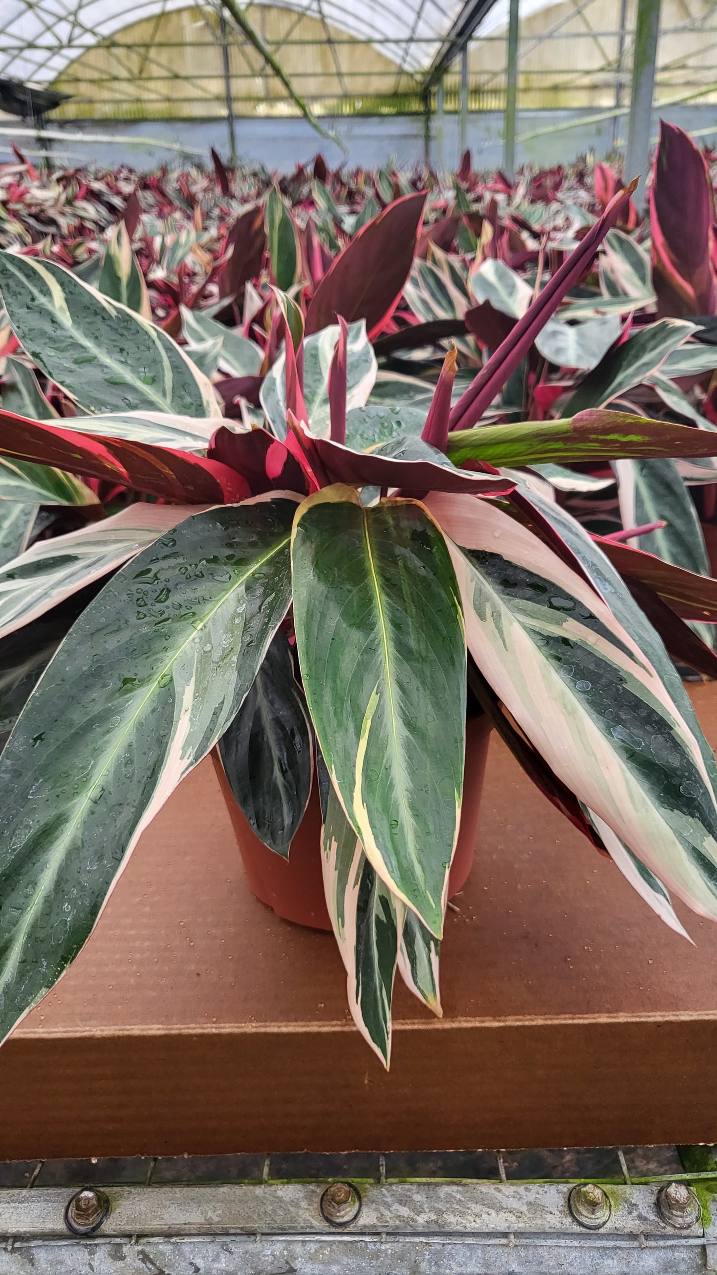 6” Stromanthe Triostar