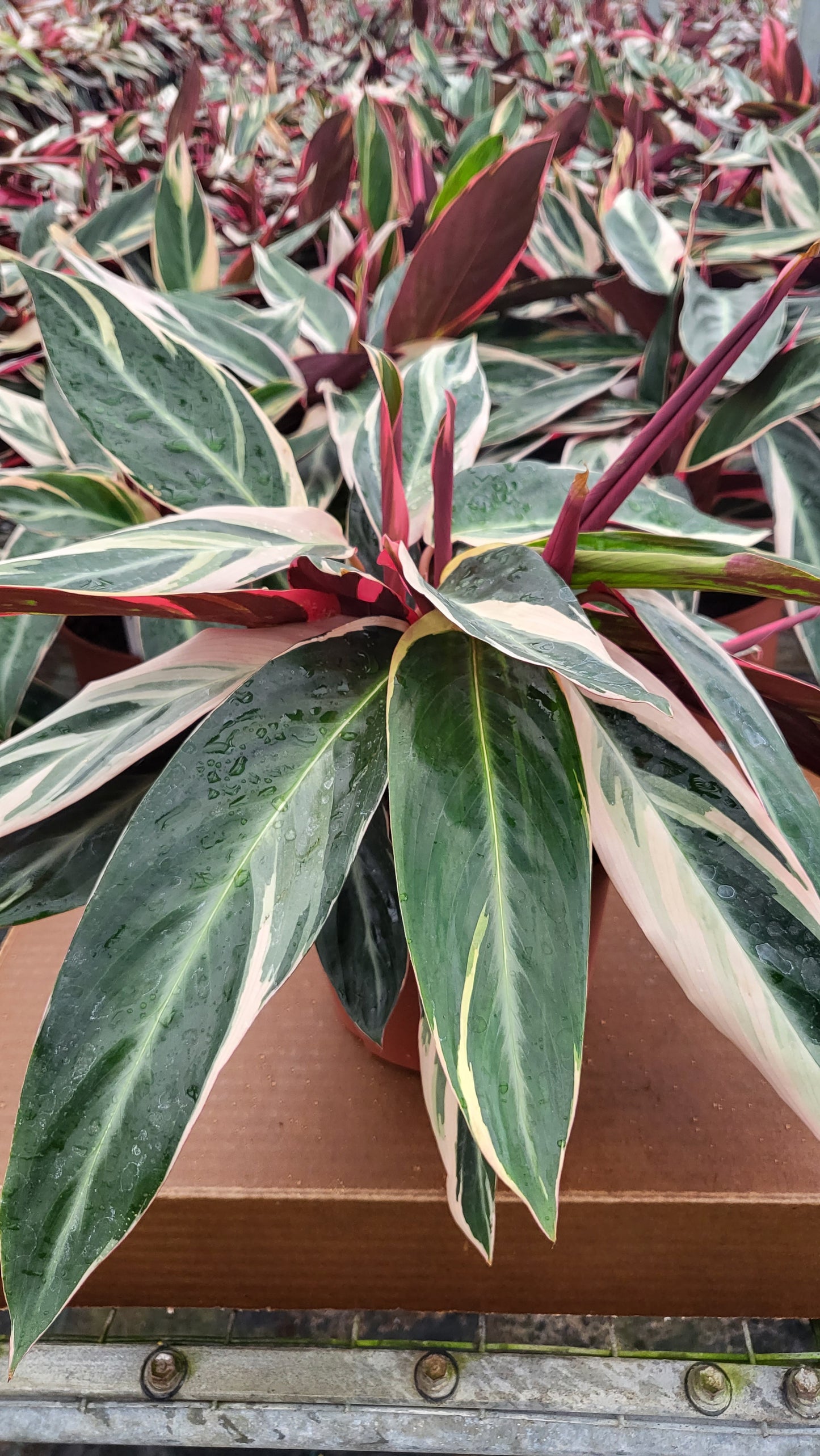 4” Stromante Triostar