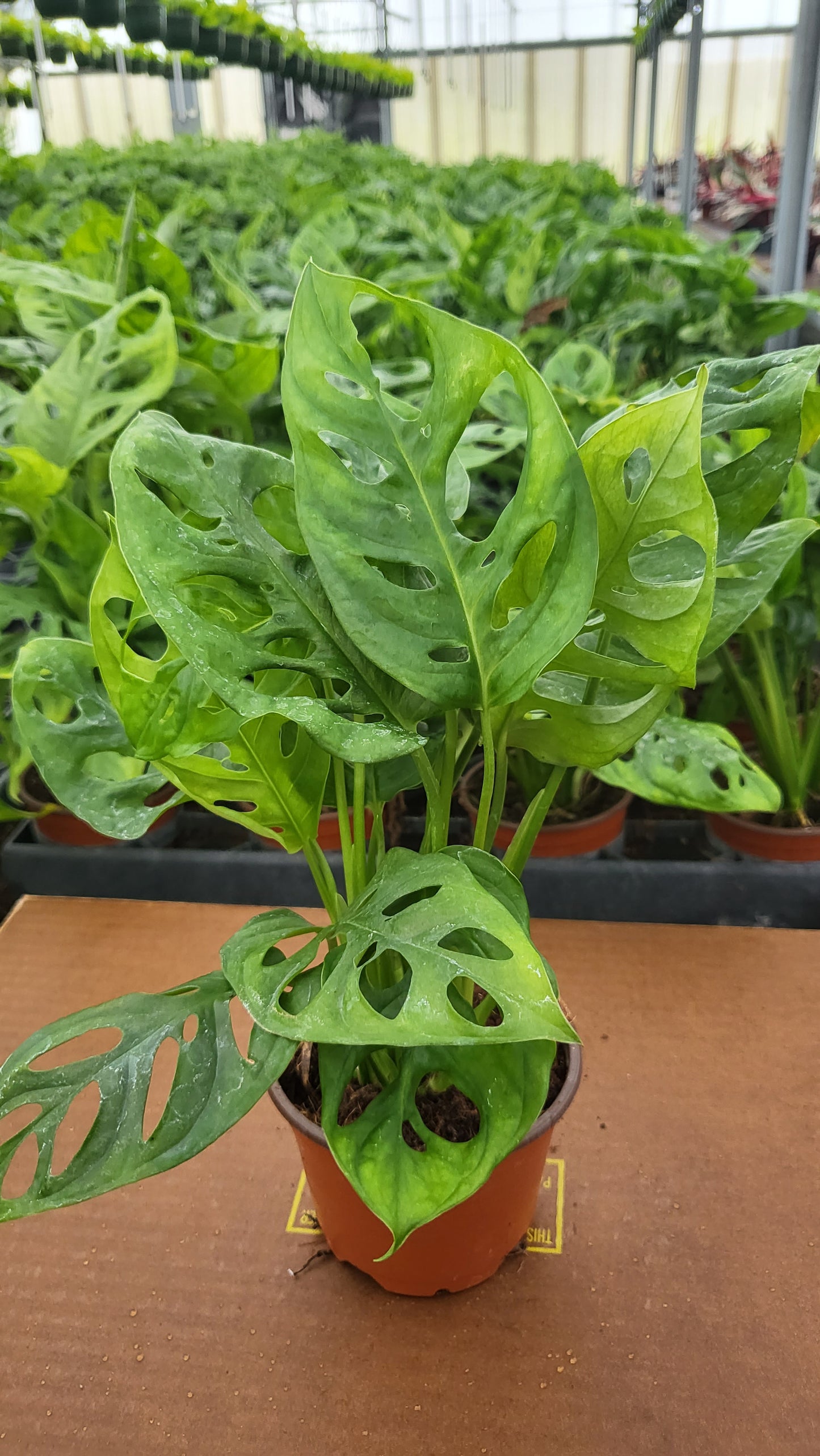 4” Monstera Swiss Cheese