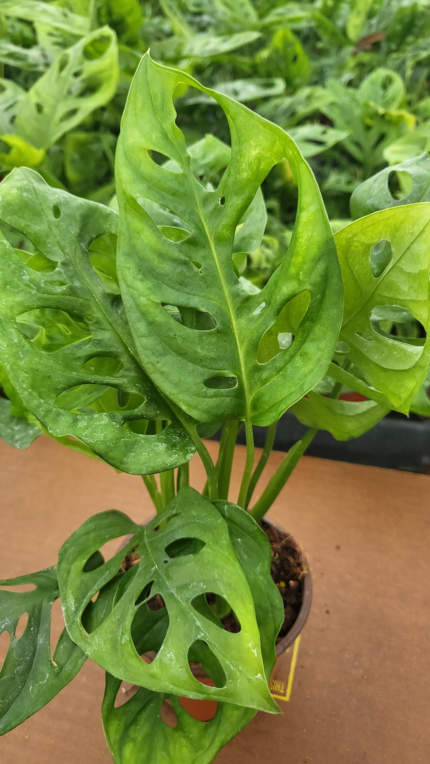 6” Monstera Swiss Cheese
