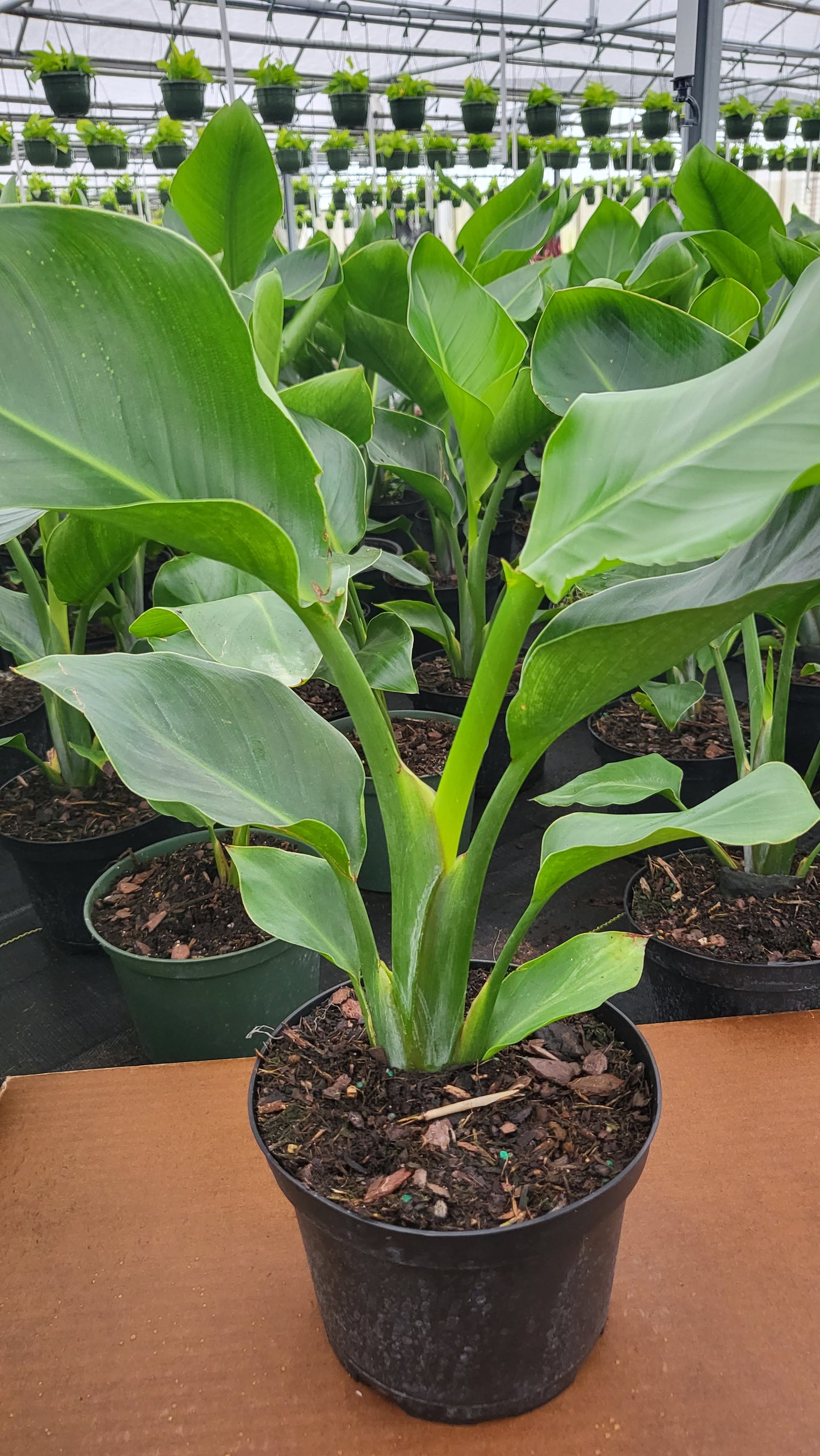 8” Strelitzia White Bird