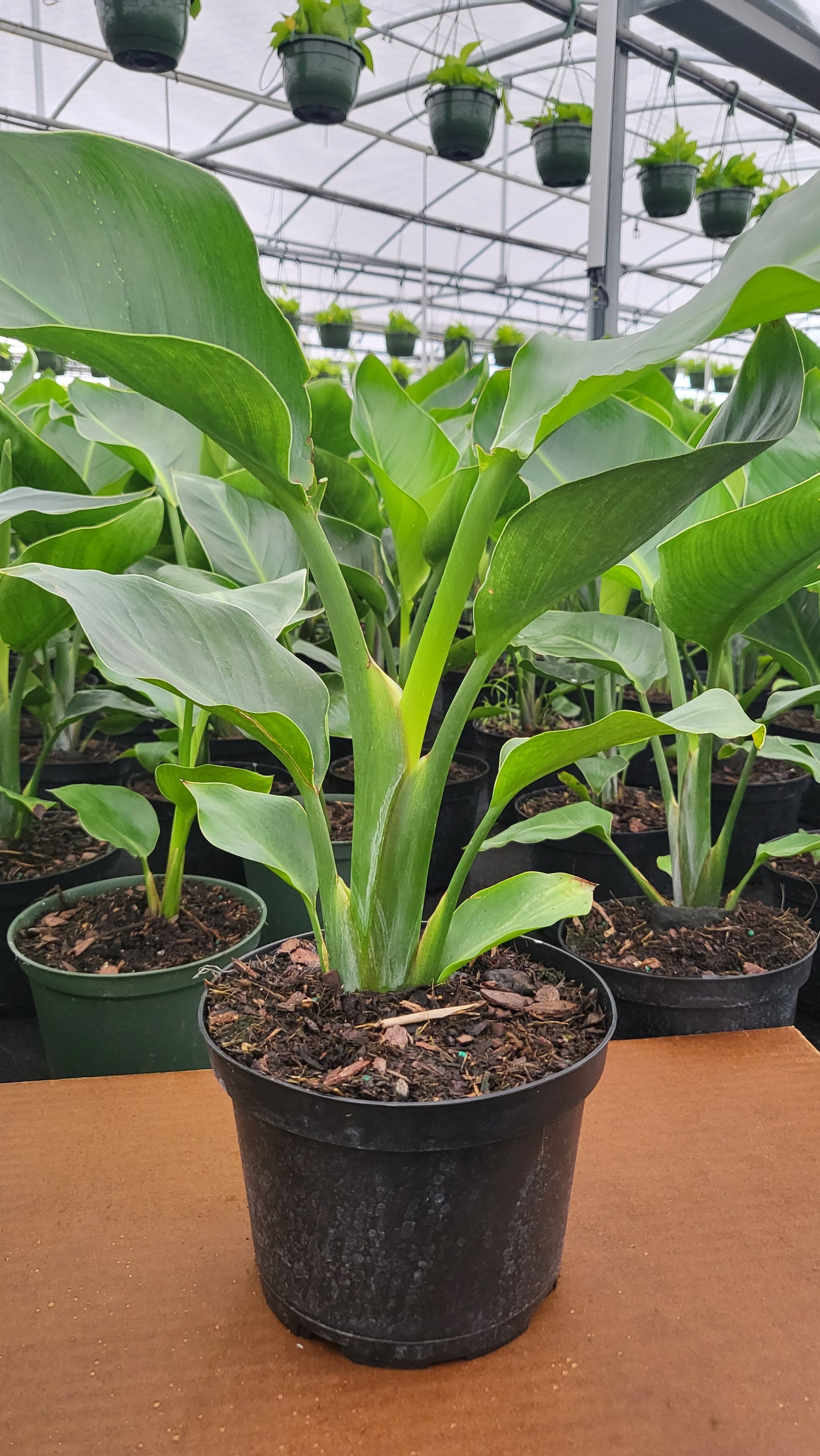 8” Strelitzia White Bird