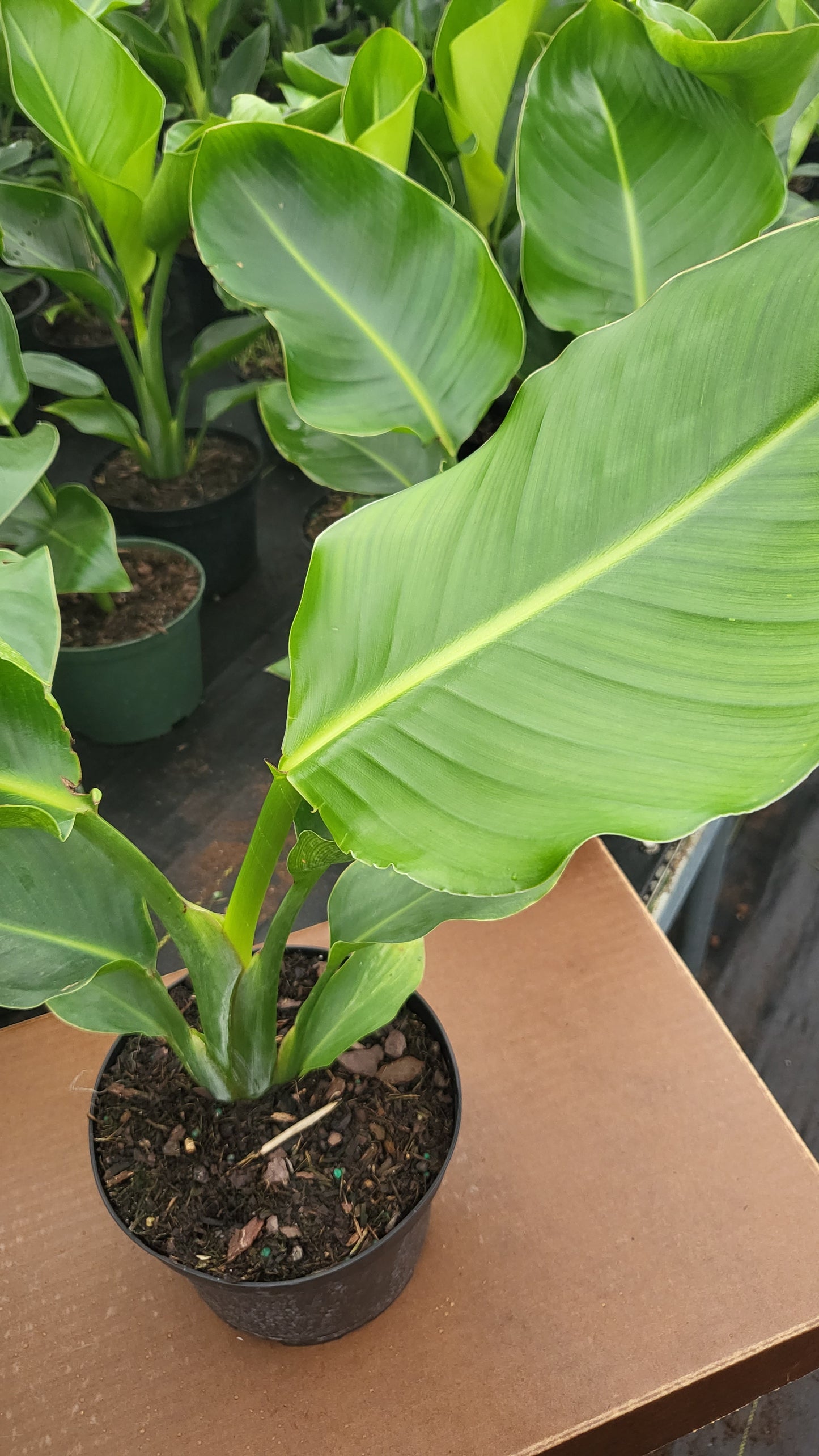 8” Strelitzia White Bird