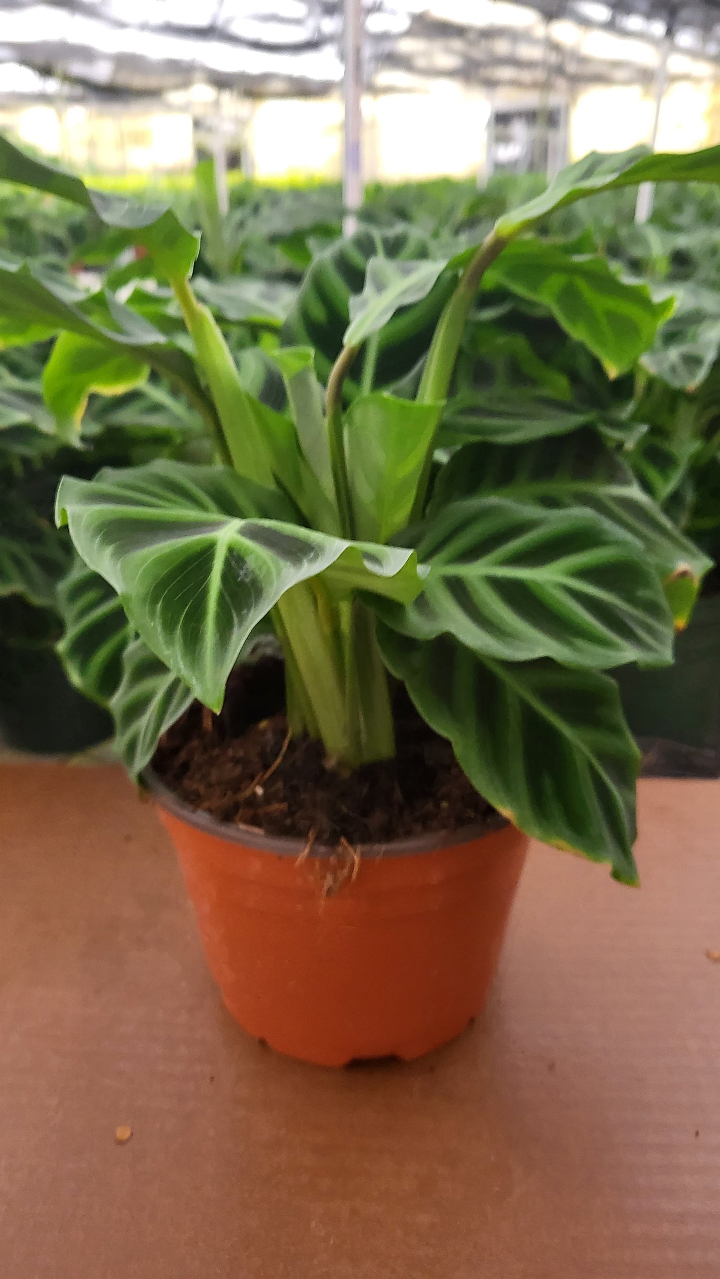 4” Calathea Zebrina