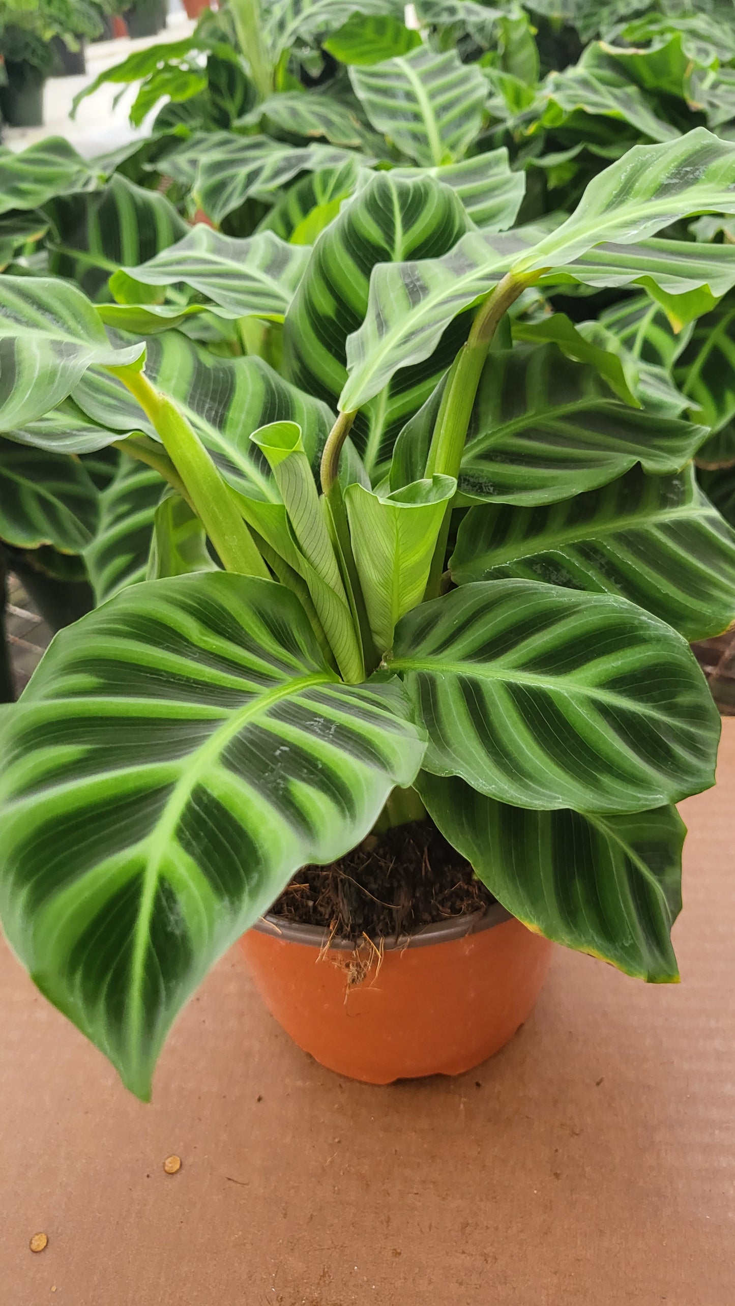 4” Calathea Zebrina