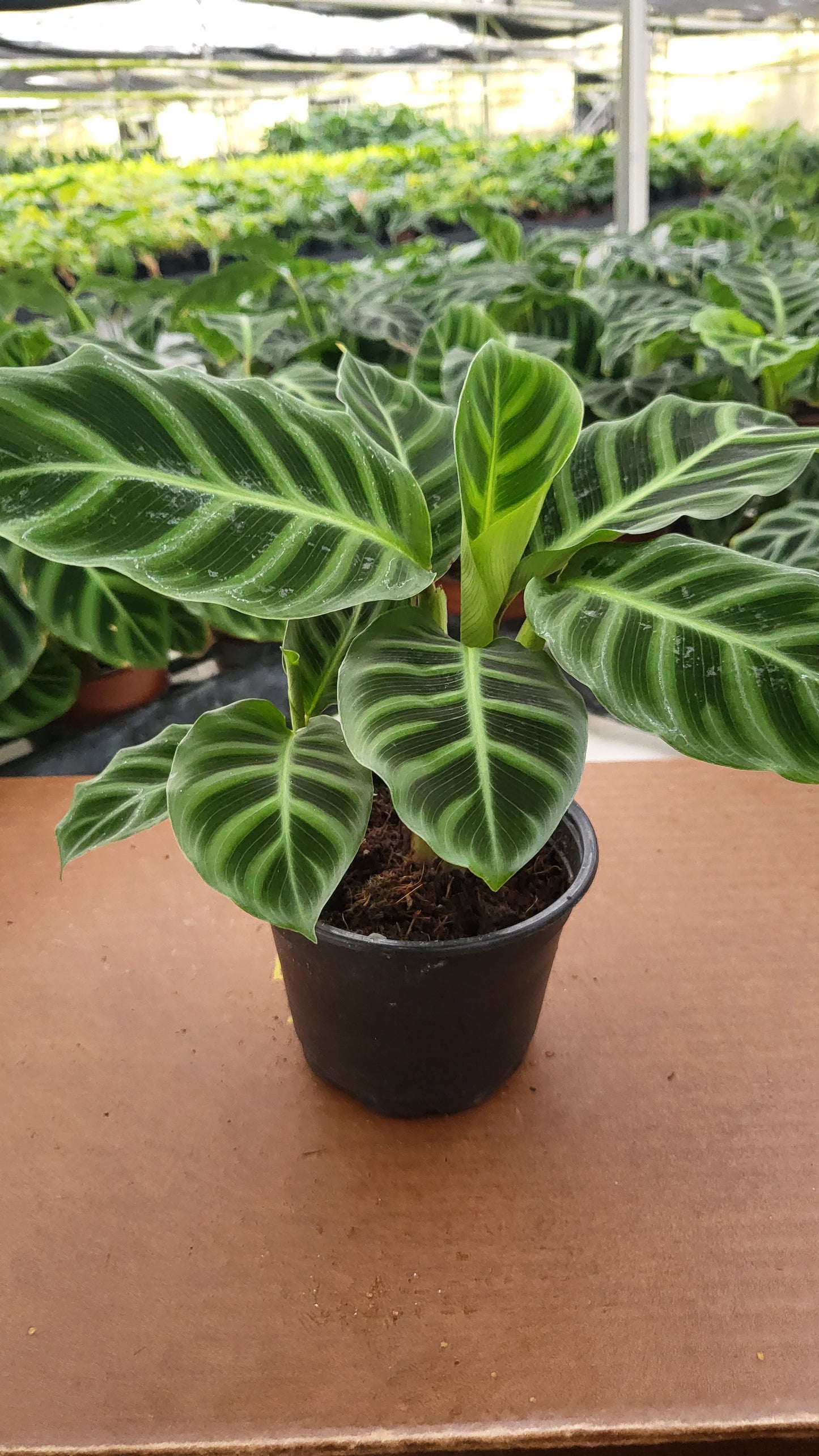 6” Calathea Zebrina