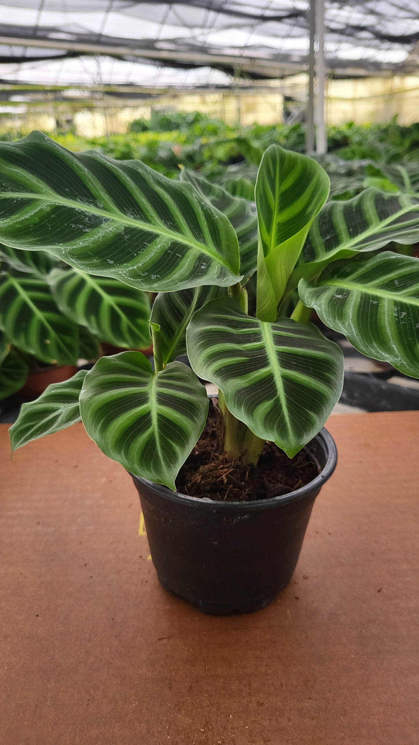 6” Calathea Zebrina