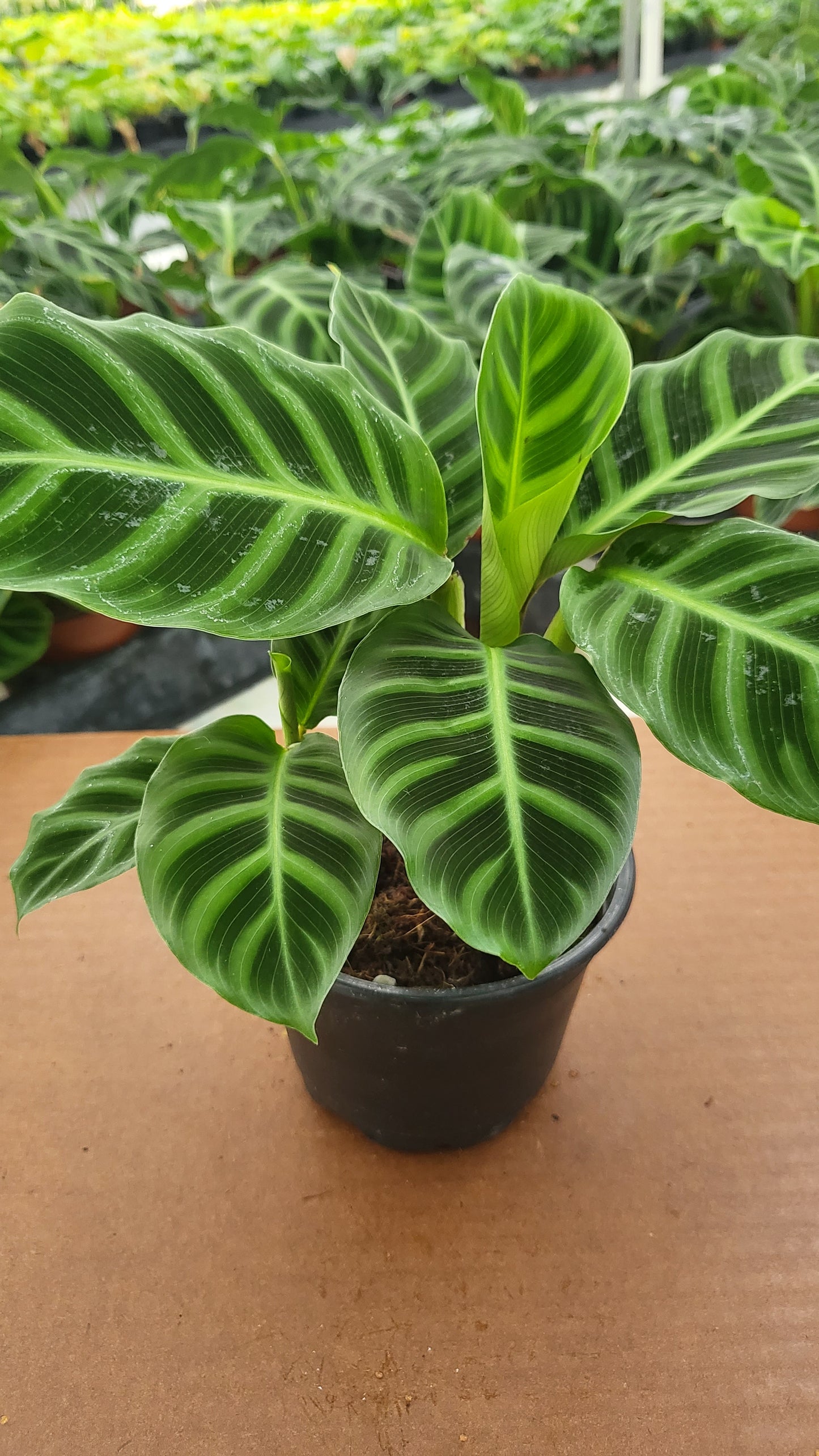 6” Calathea Zebrina