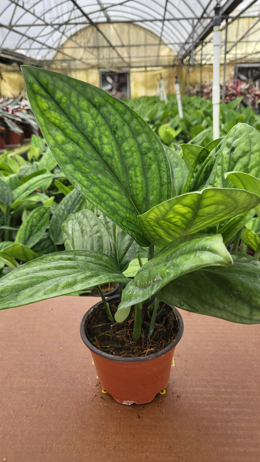 4” Monstera Peru