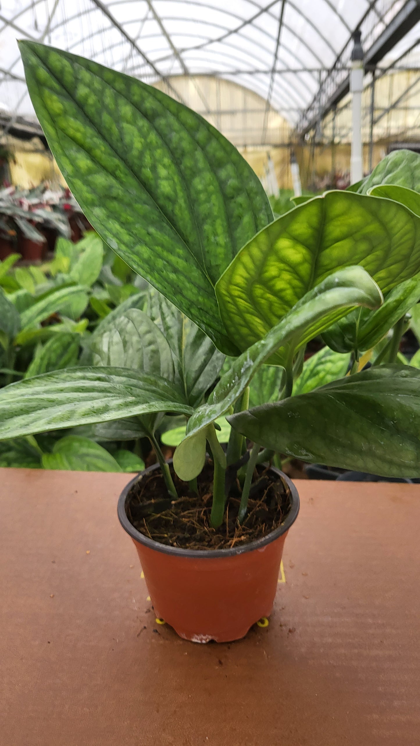 6" Mostera Peru