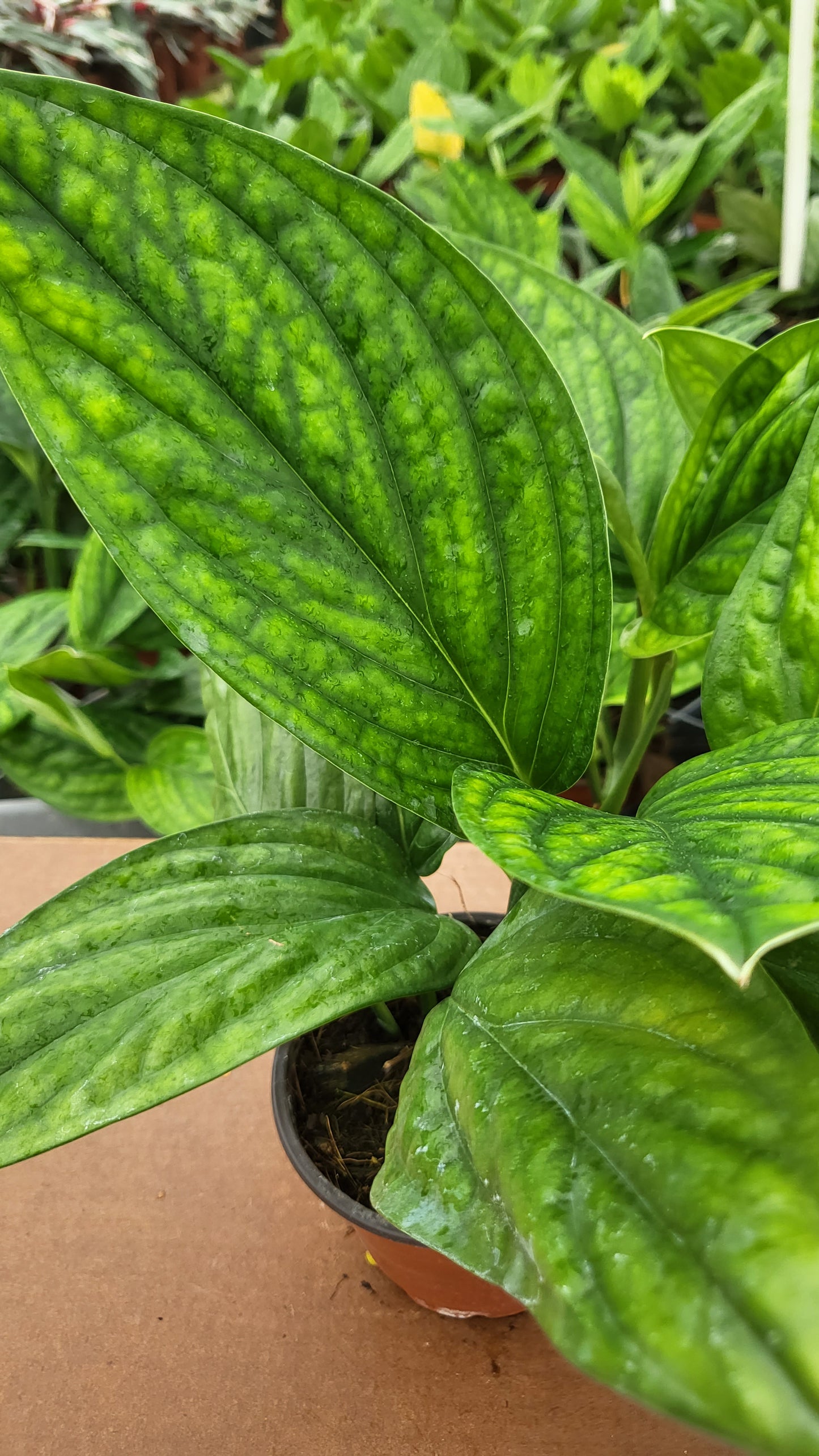 6" Mostera Peru