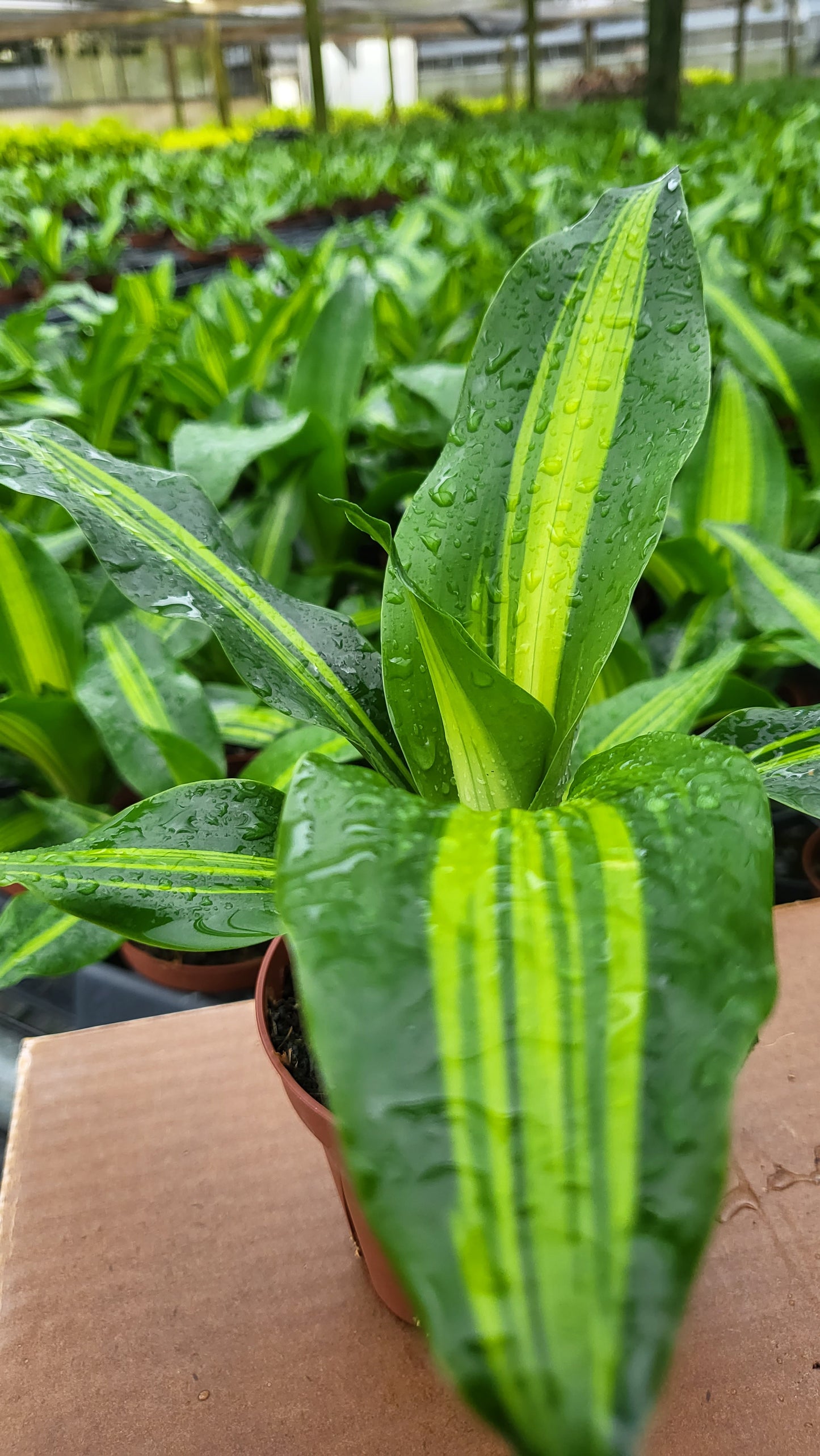 4” Dracaena Giganta