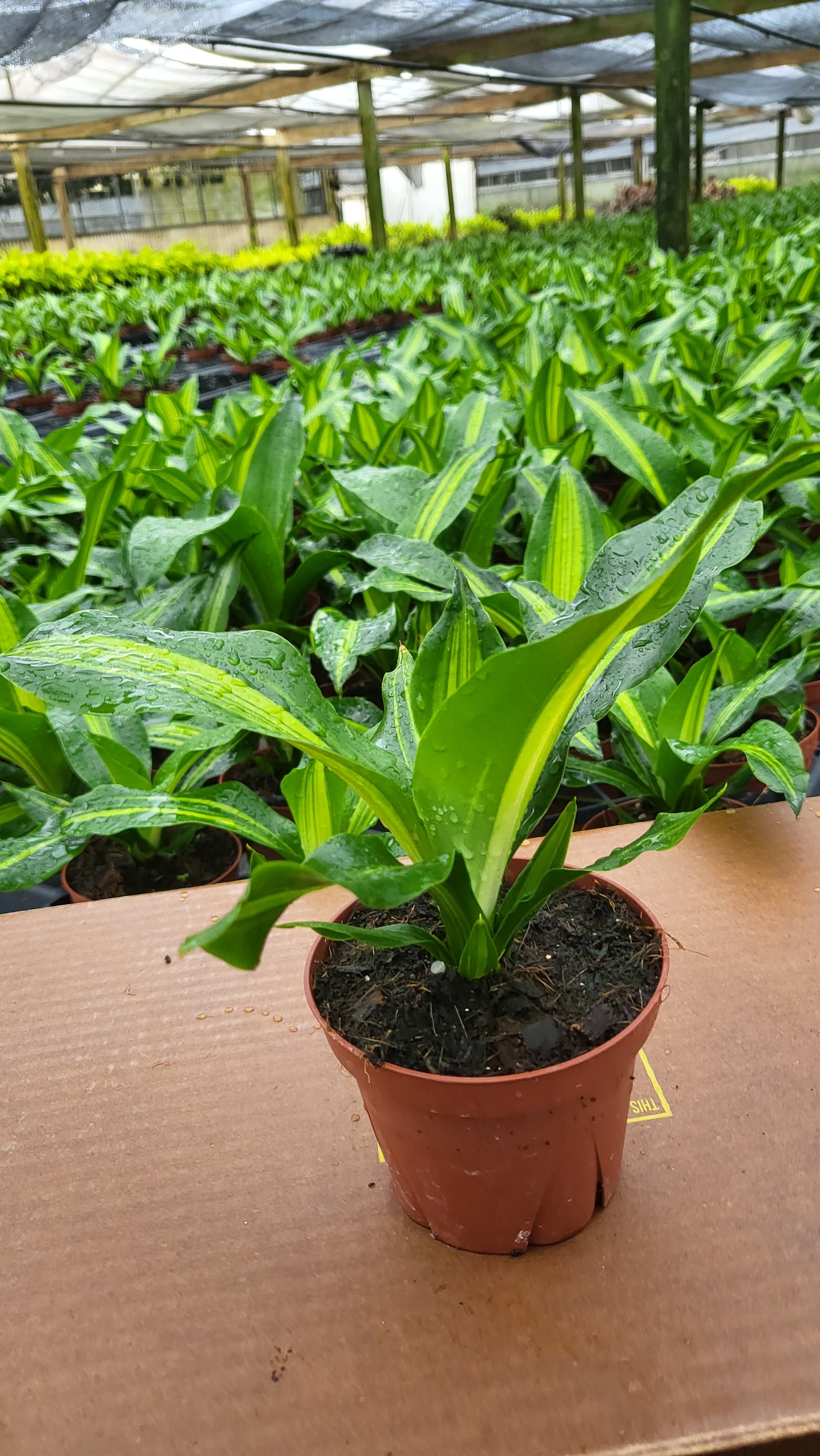 4” Dracaena Giganta