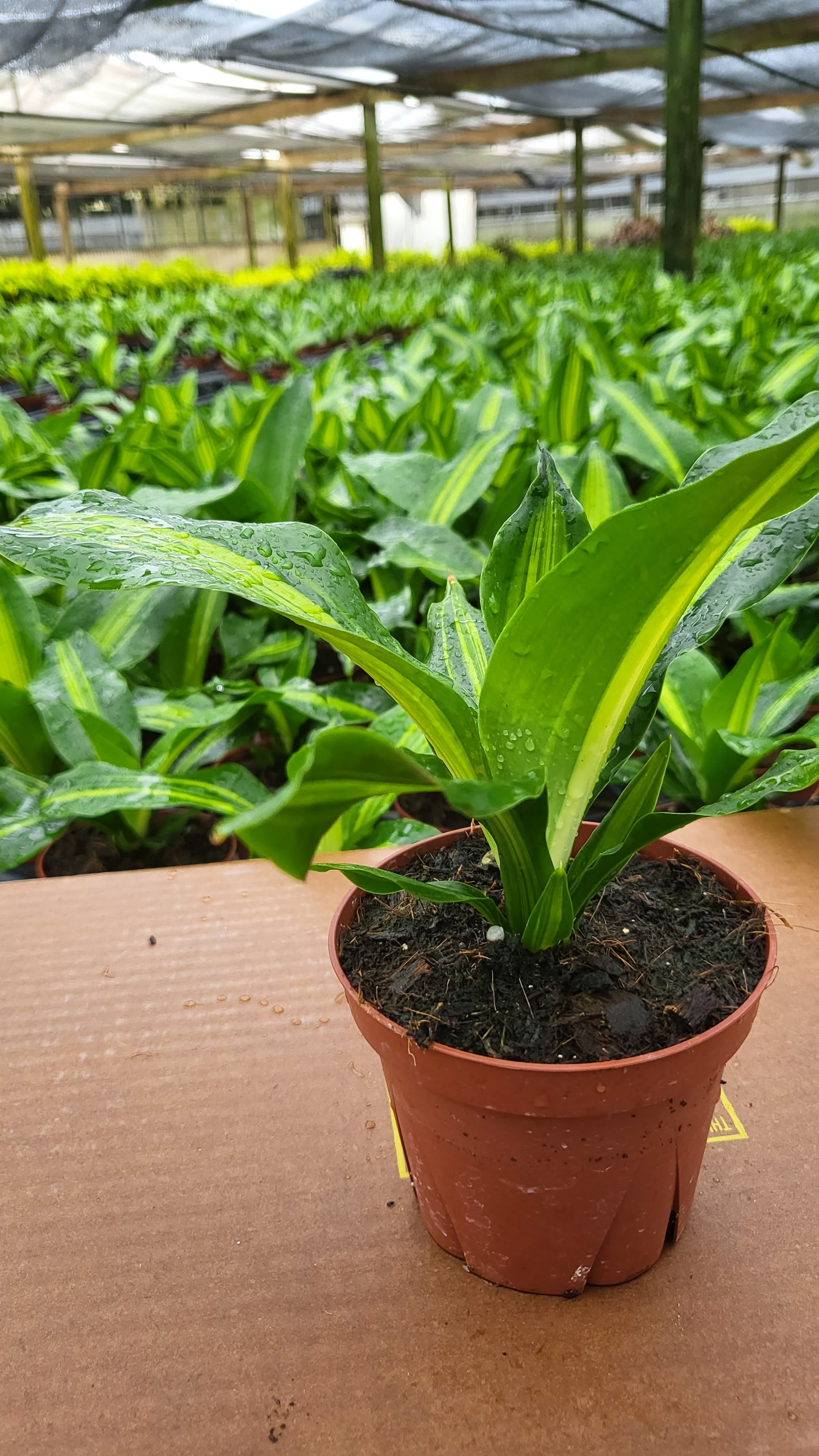 4” Dracaena Giganta