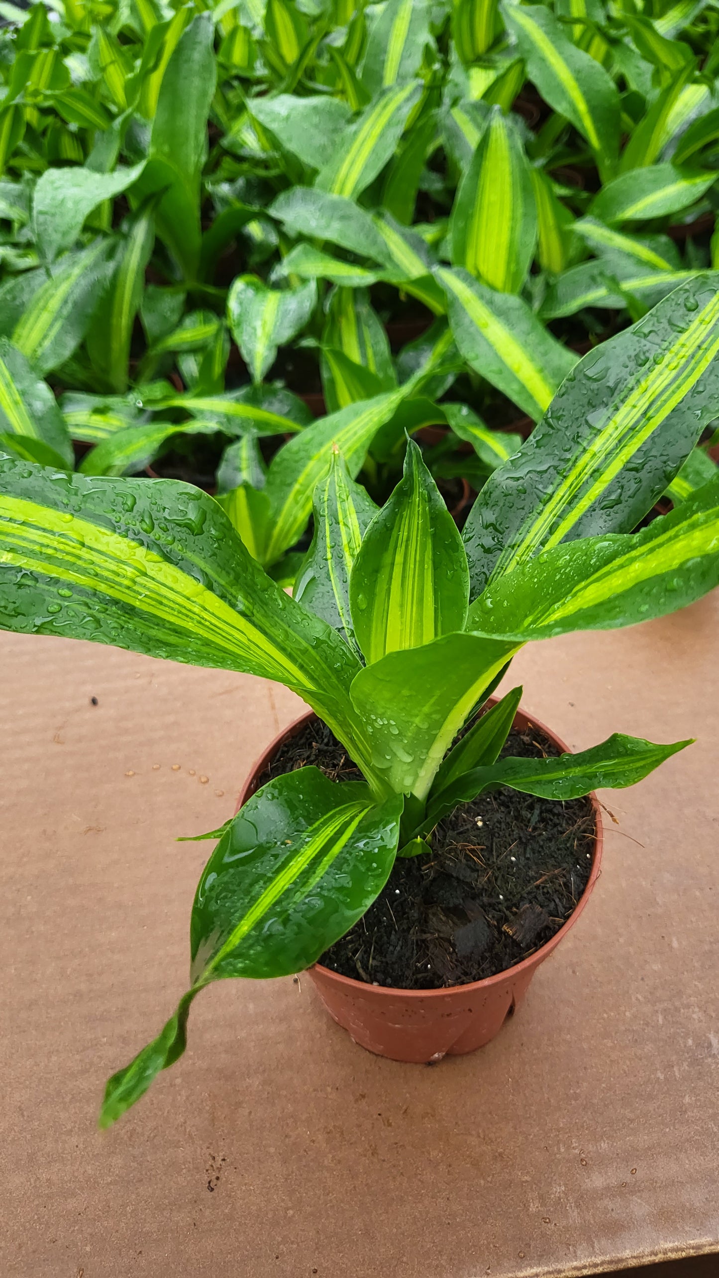 4” Dracaena Giganta