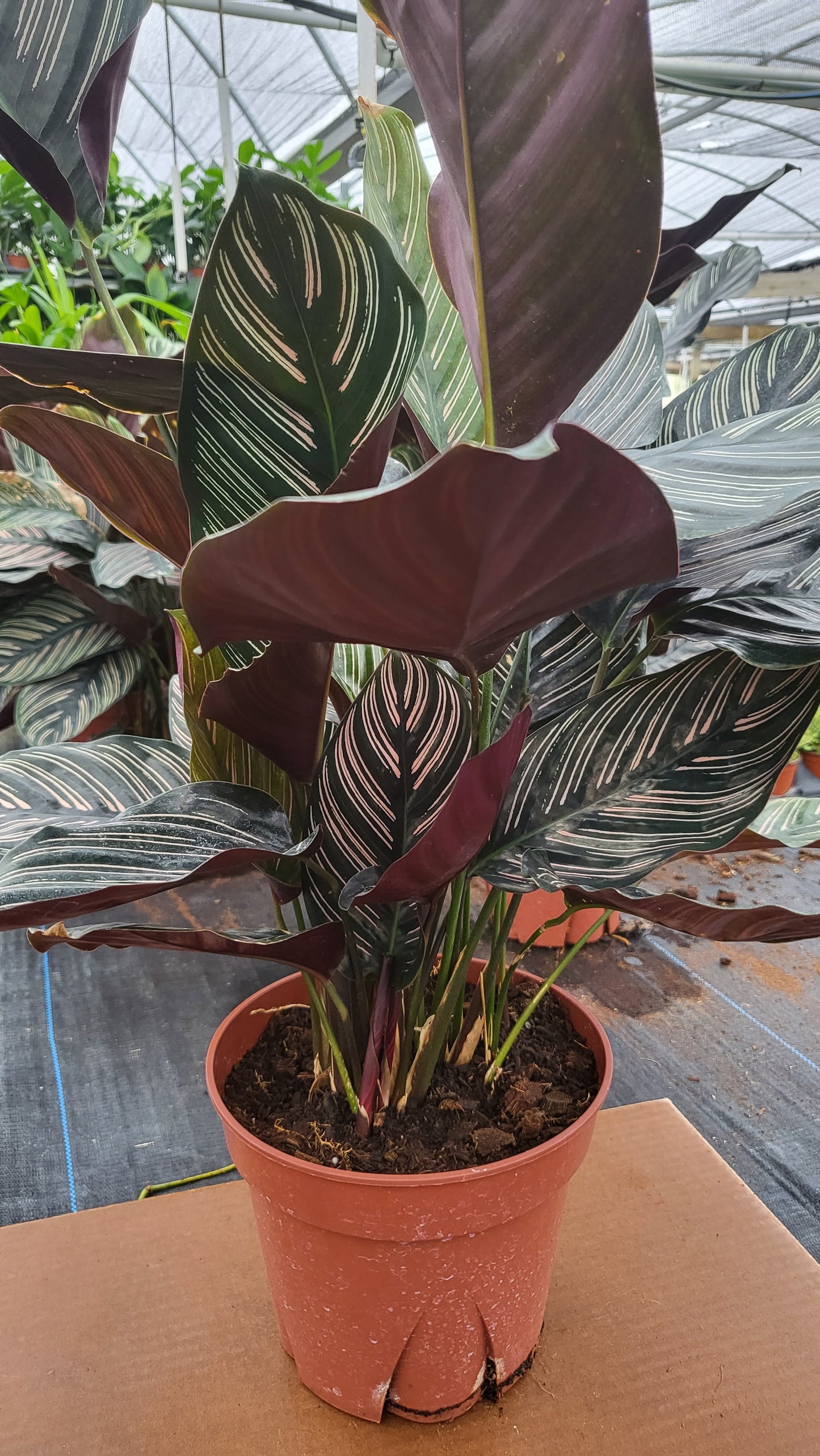 6” Calathea Ornata