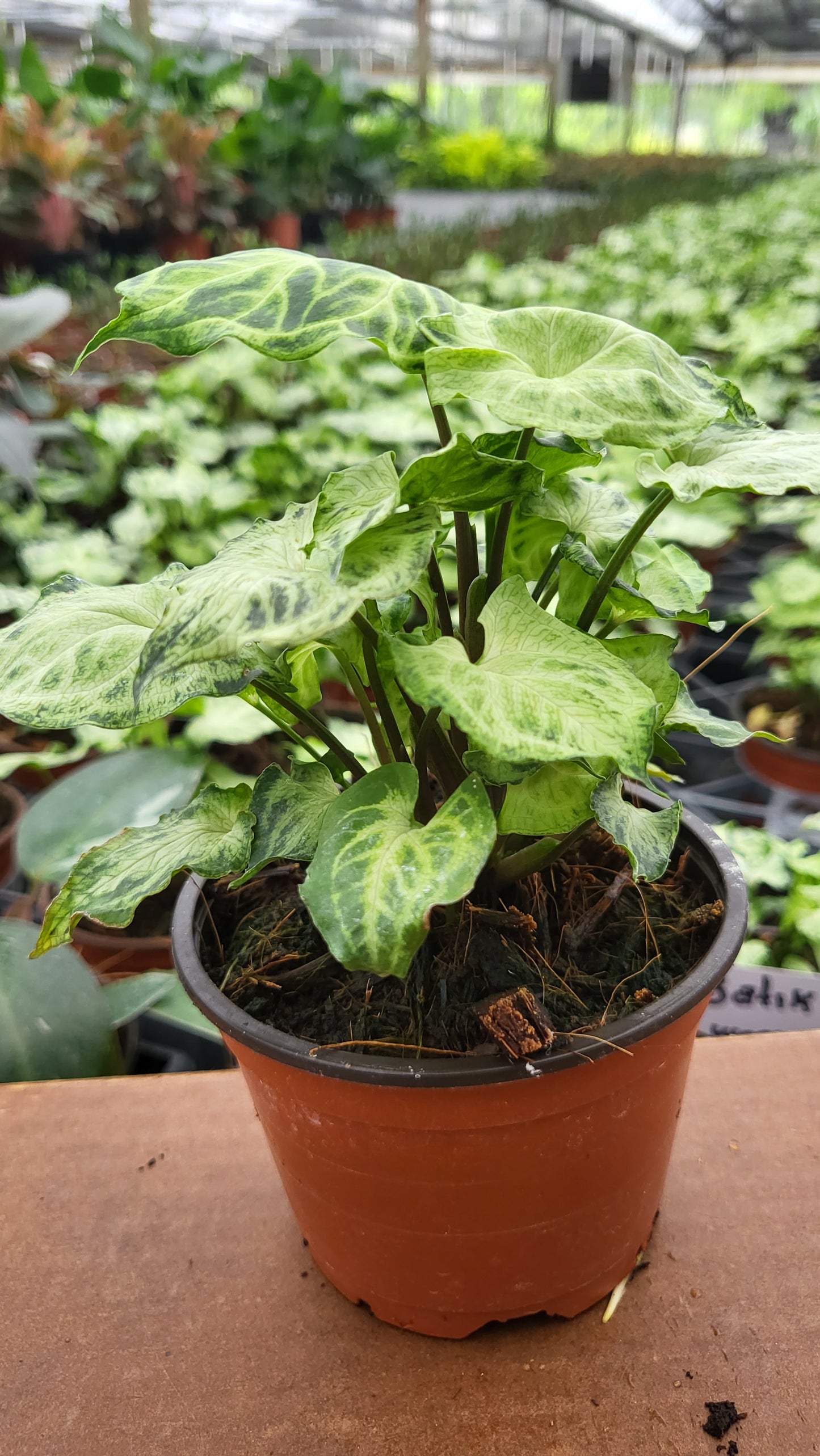 4” Syngonium Batik
