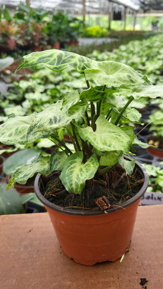 6” Syngonium Batik