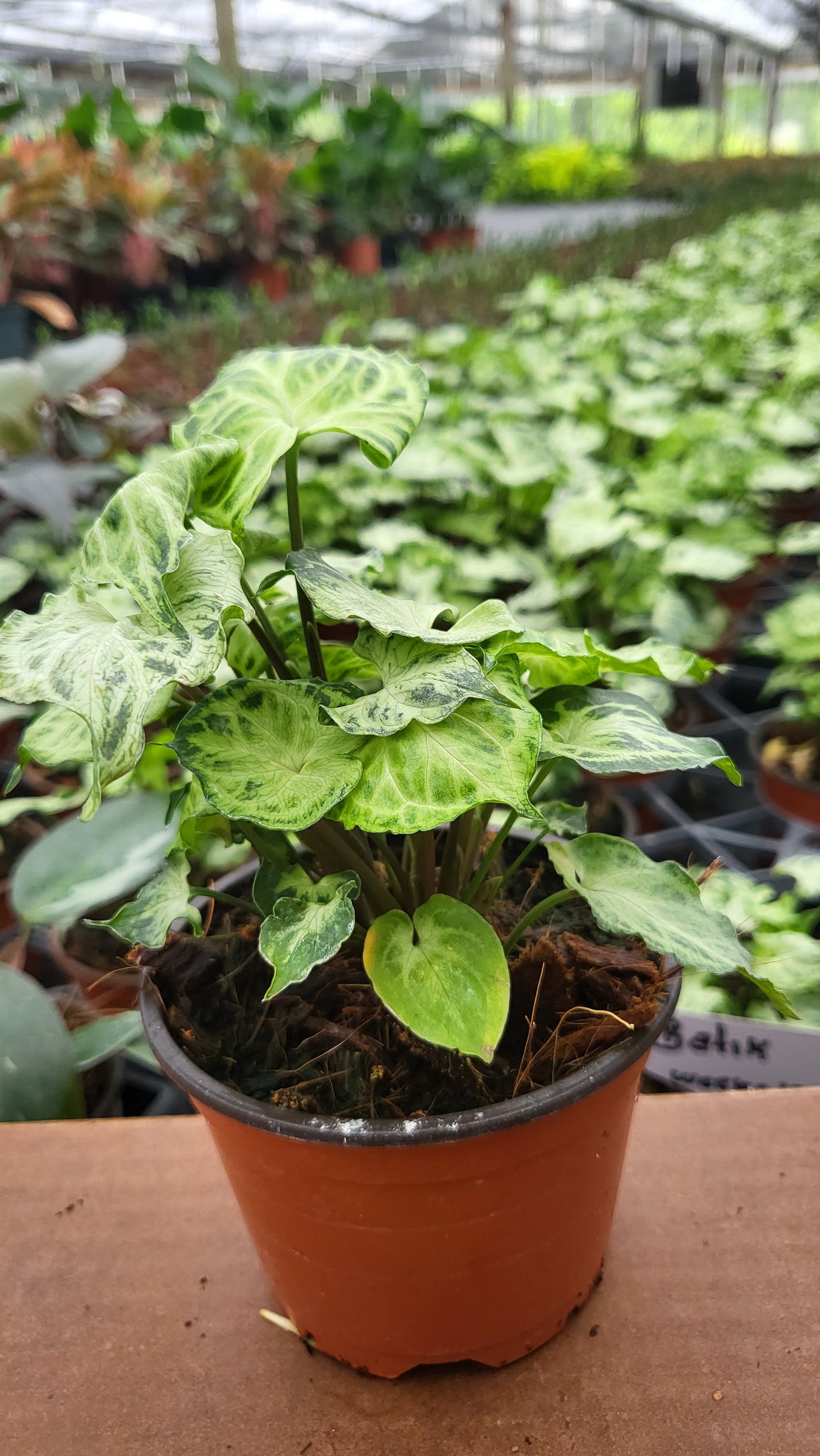 4” Syngonium Batik