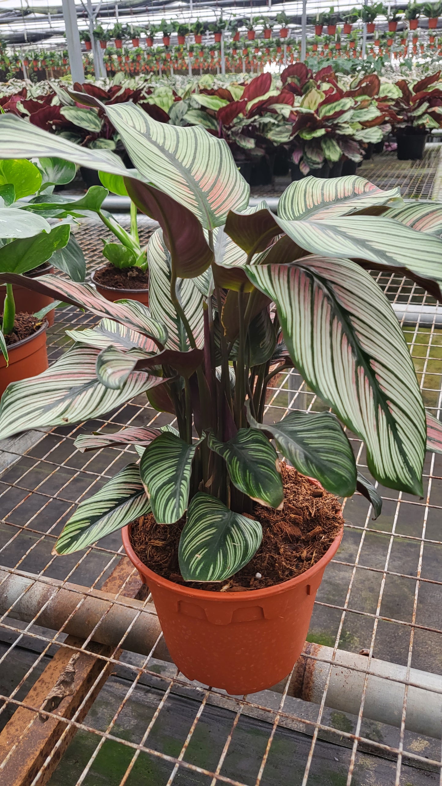 4” Calathea White Star