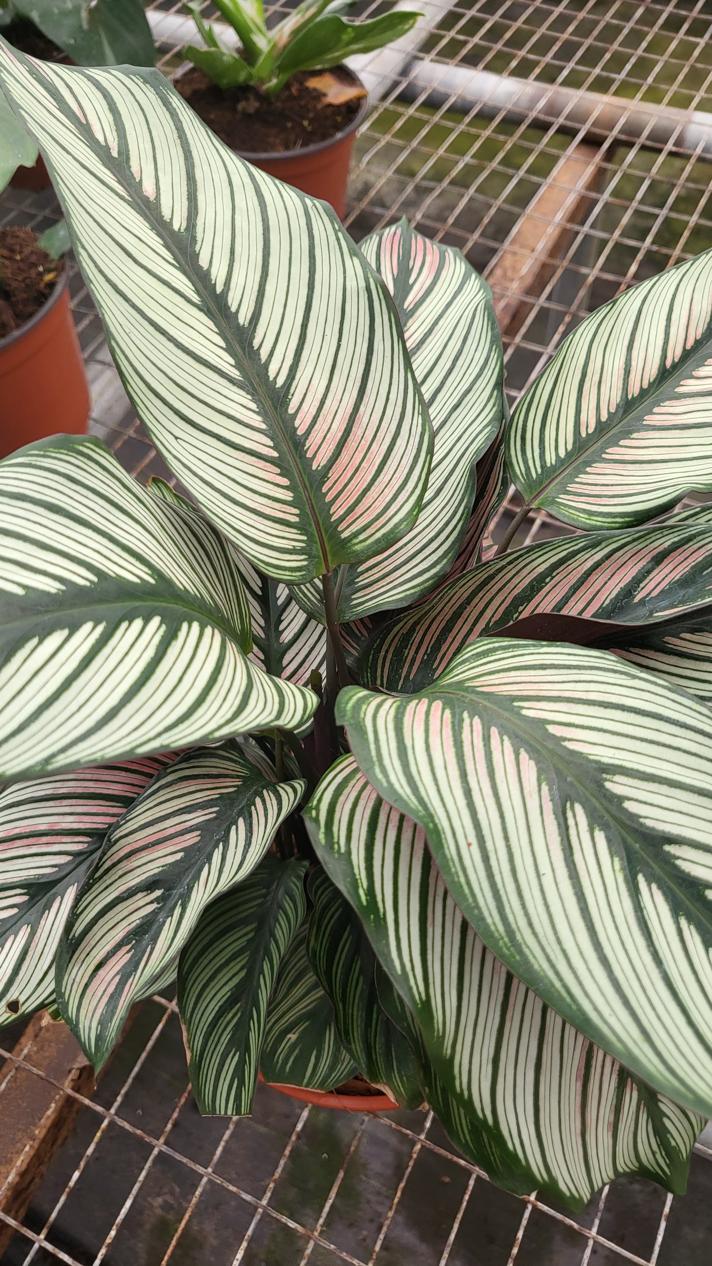 4” Calathea White Star